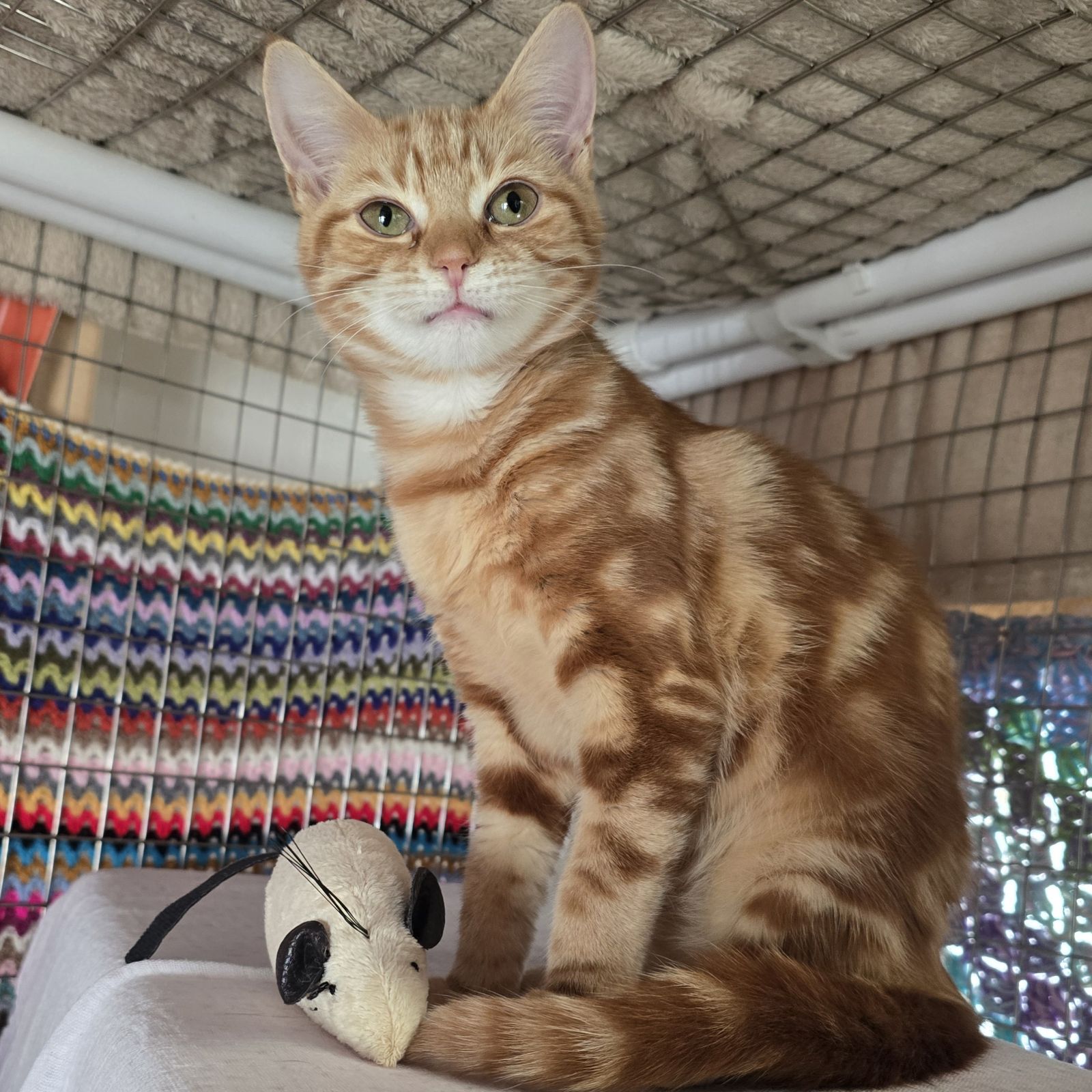 Marley- 5 Month Old Female- RESERVED