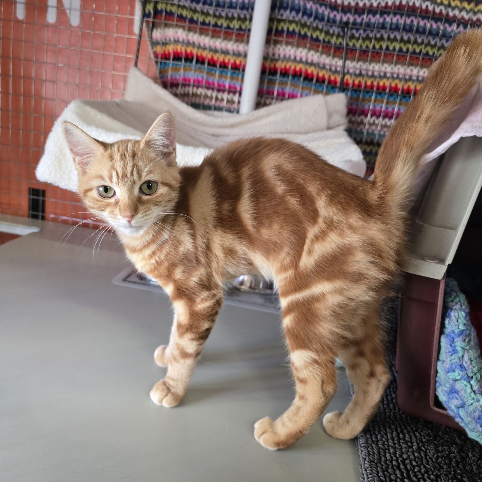Marley- 5 Month Old Female- RESERVED