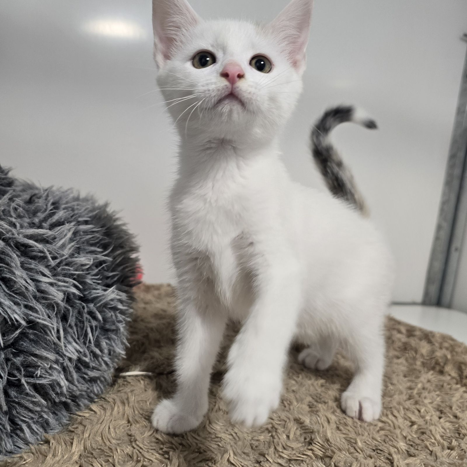Paddington- 9 Week Old Male – RESERVED