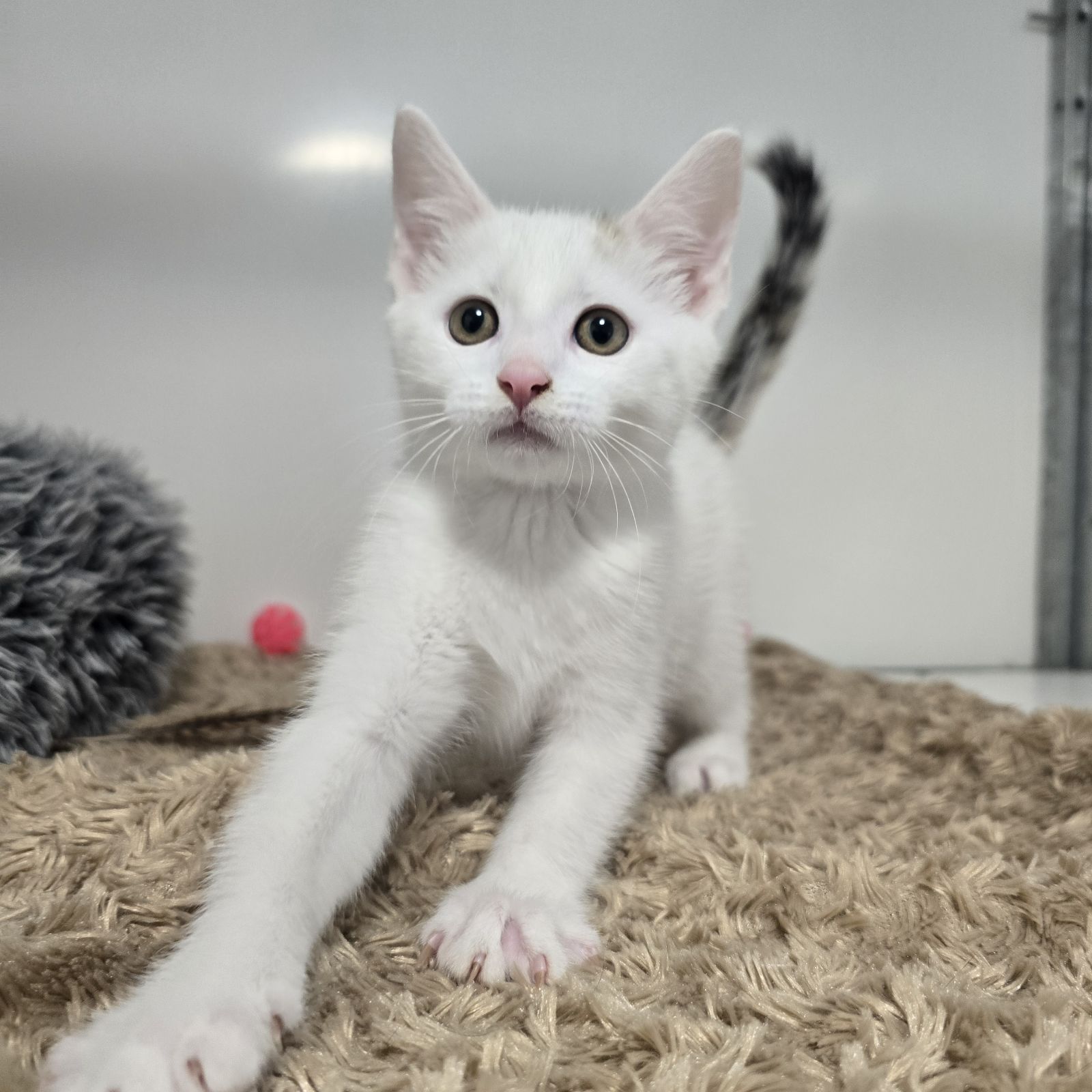 Paddington- 9 Week Old Male – RESERVED