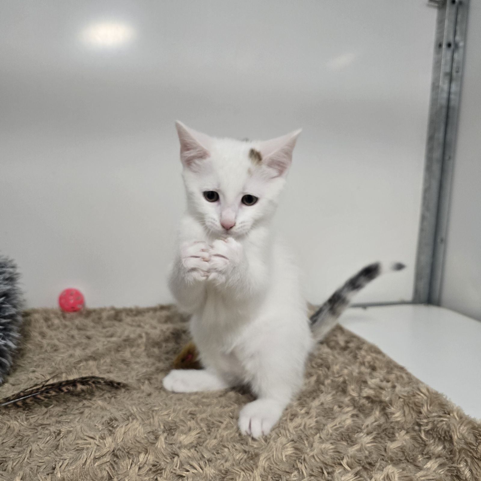 Paddington- 9 Week Old Male – RESERVED