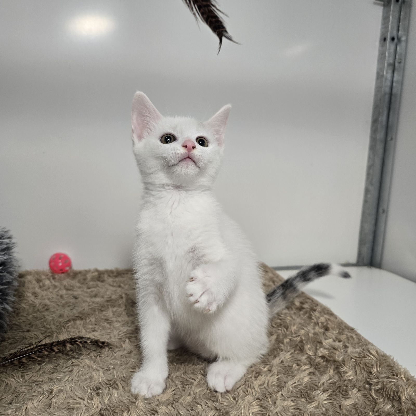 Paddington- 9 Week Old Male – RESERVED