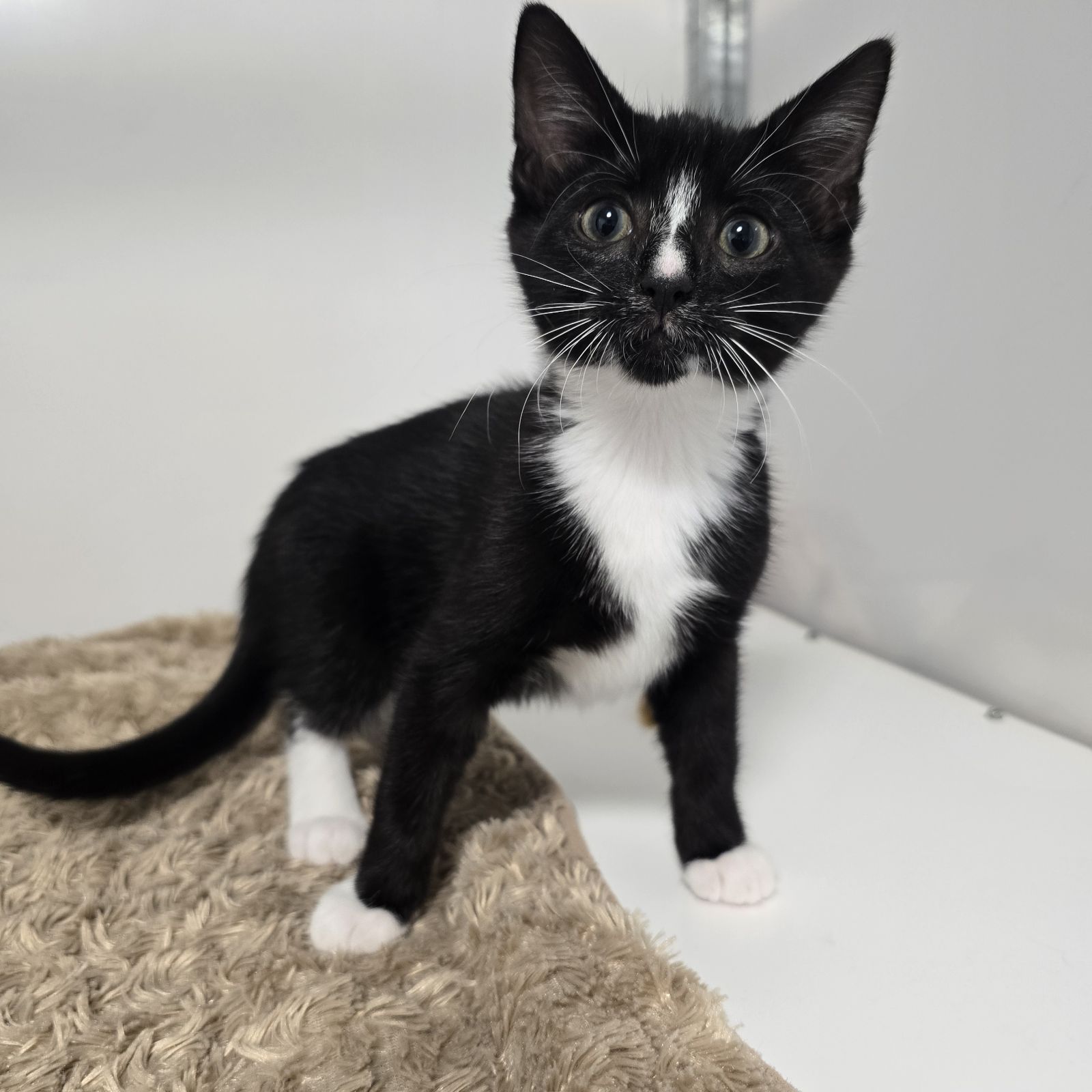 Nacho and Cheese- 9 Week Old Female- MEETING BOOKED
