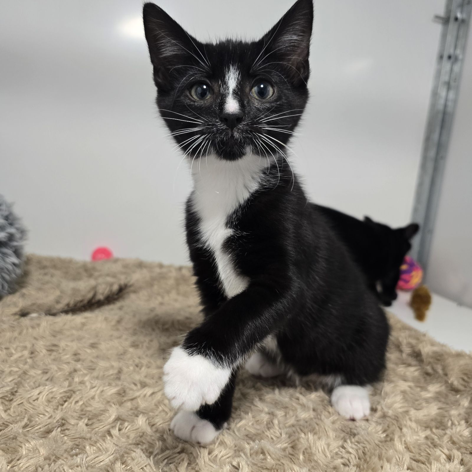 Nacho and Cheese- 9 Week Old Female- MEETING BOOKED