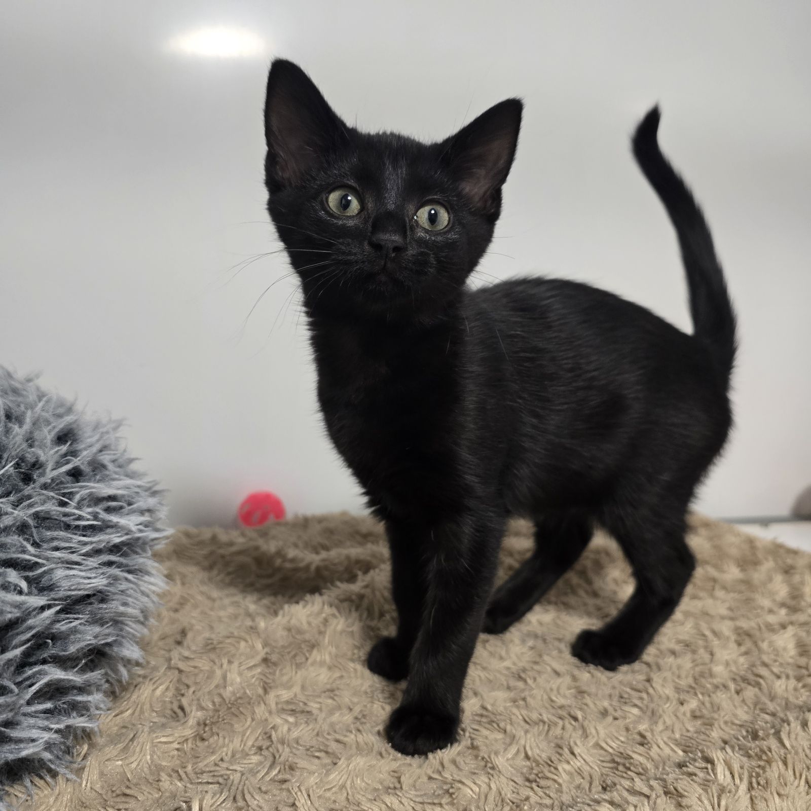 Nacho and Cheese- 9 Week Old Female- MEETING BOOKED