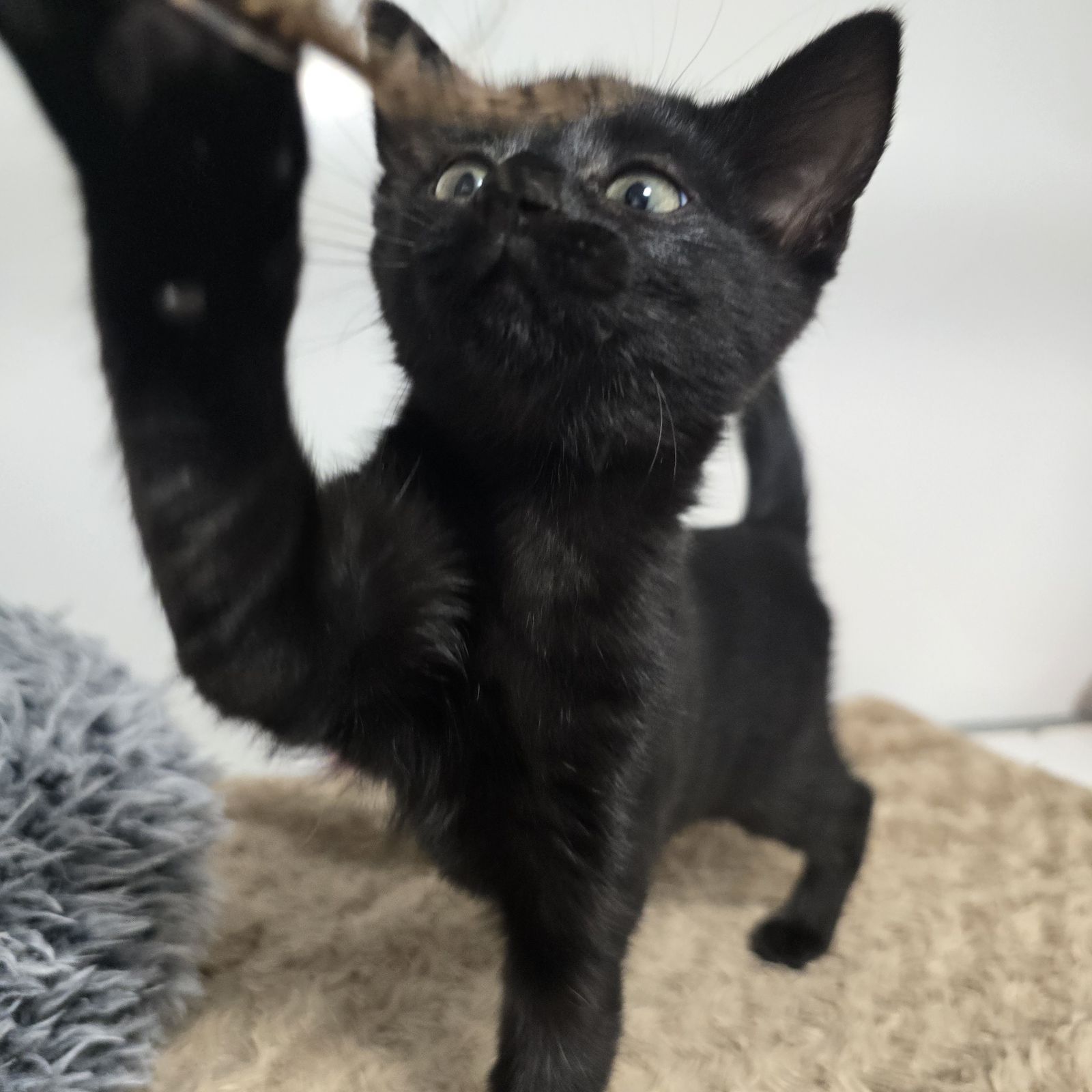 Nacho and Cheese- 9 Week Old Female- MEETING BOOKED