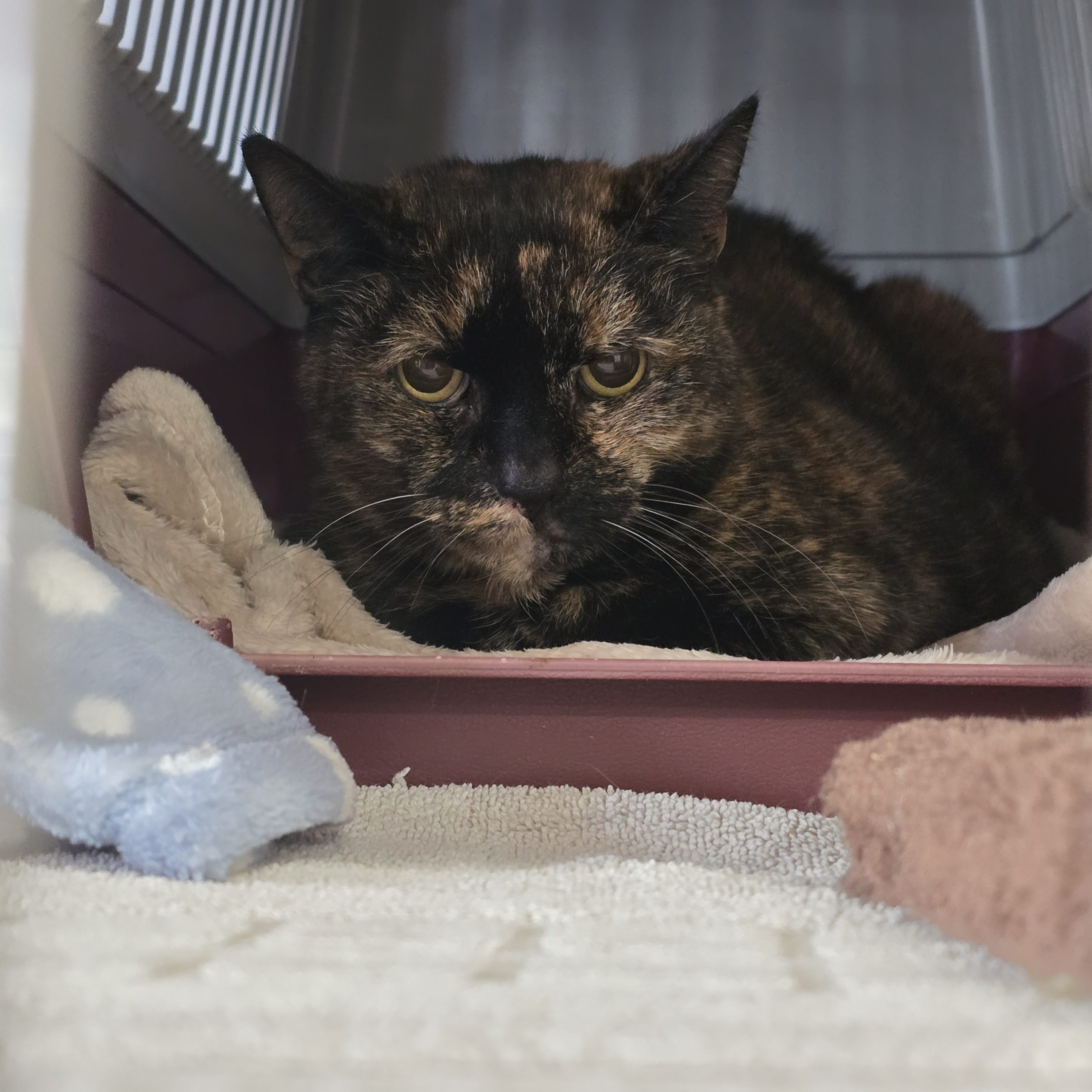 Mrs B- 10 Year Old Female- MEETING BOOKED