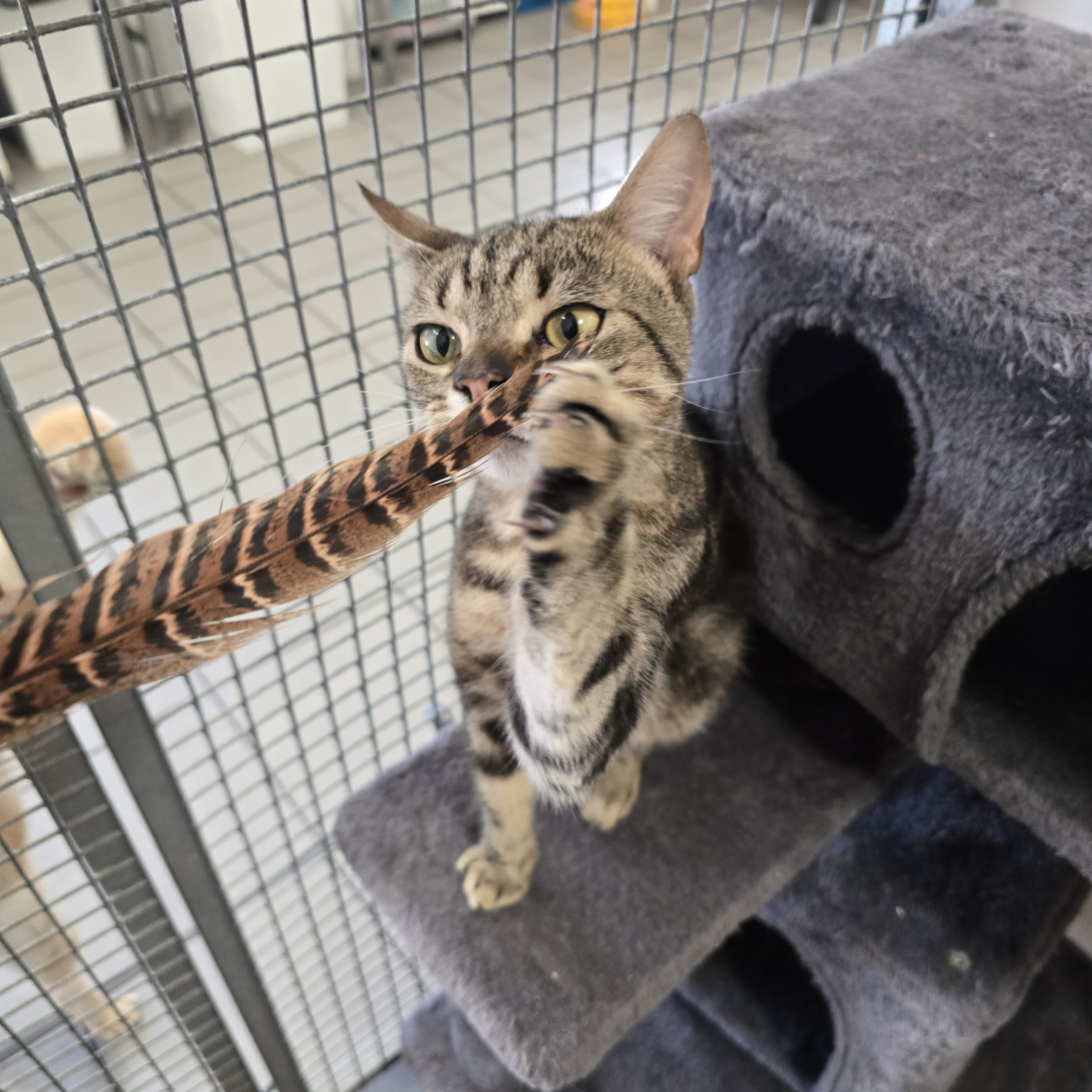Eddy- 11 Month Old Male- MEETING BOOKED