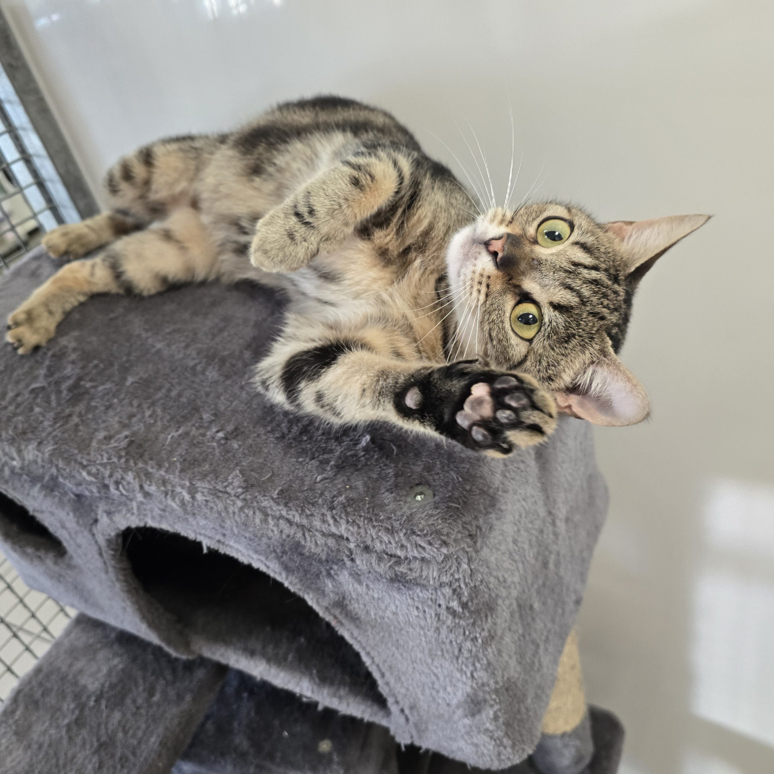 Eddy- 11 Month Old Male- MEETING BOOKED