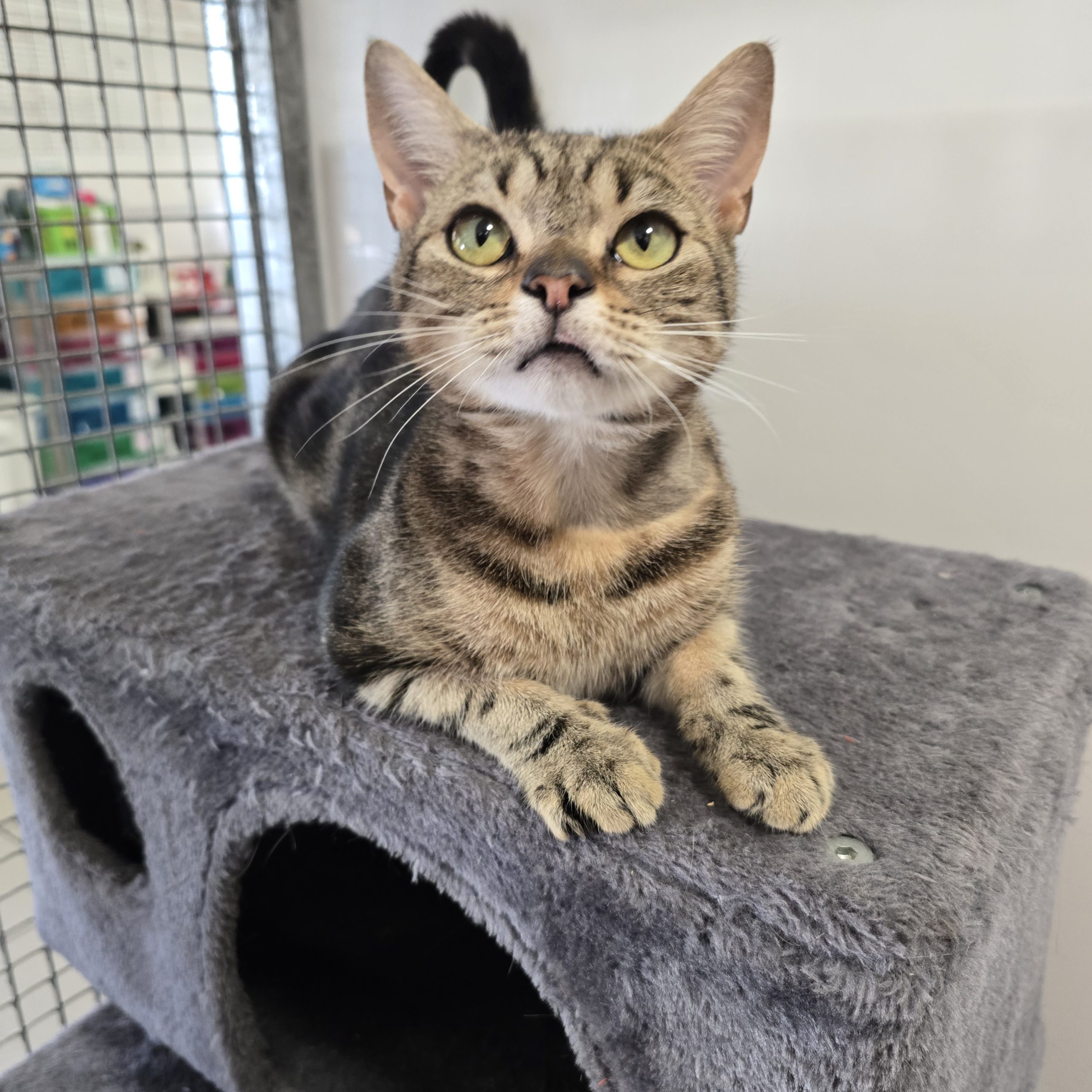 Eddy- 11 Month Old Male- MEETING BOOKED