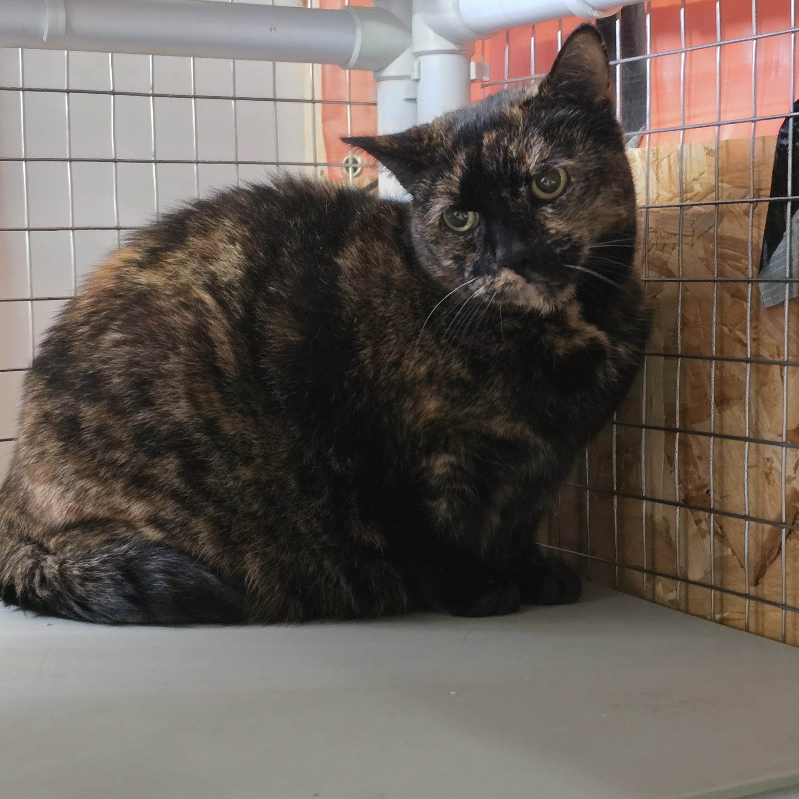 Mrs B- 10 Year Old Female- MEETING BOOKED