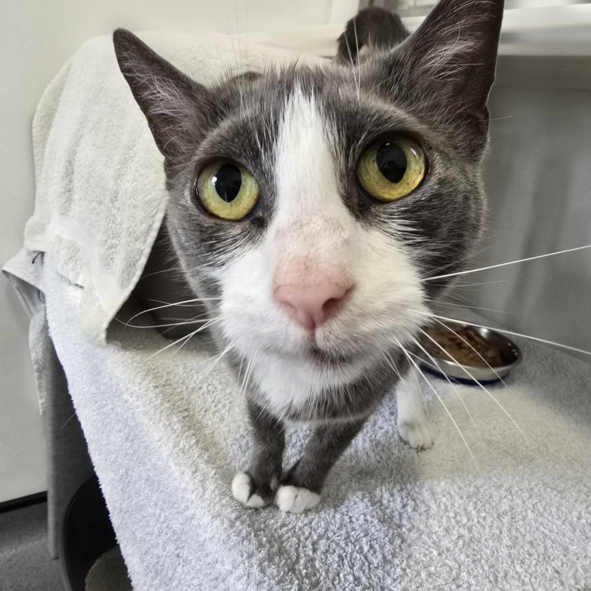 Tiddles- 7 Year Old Female – RESERVED