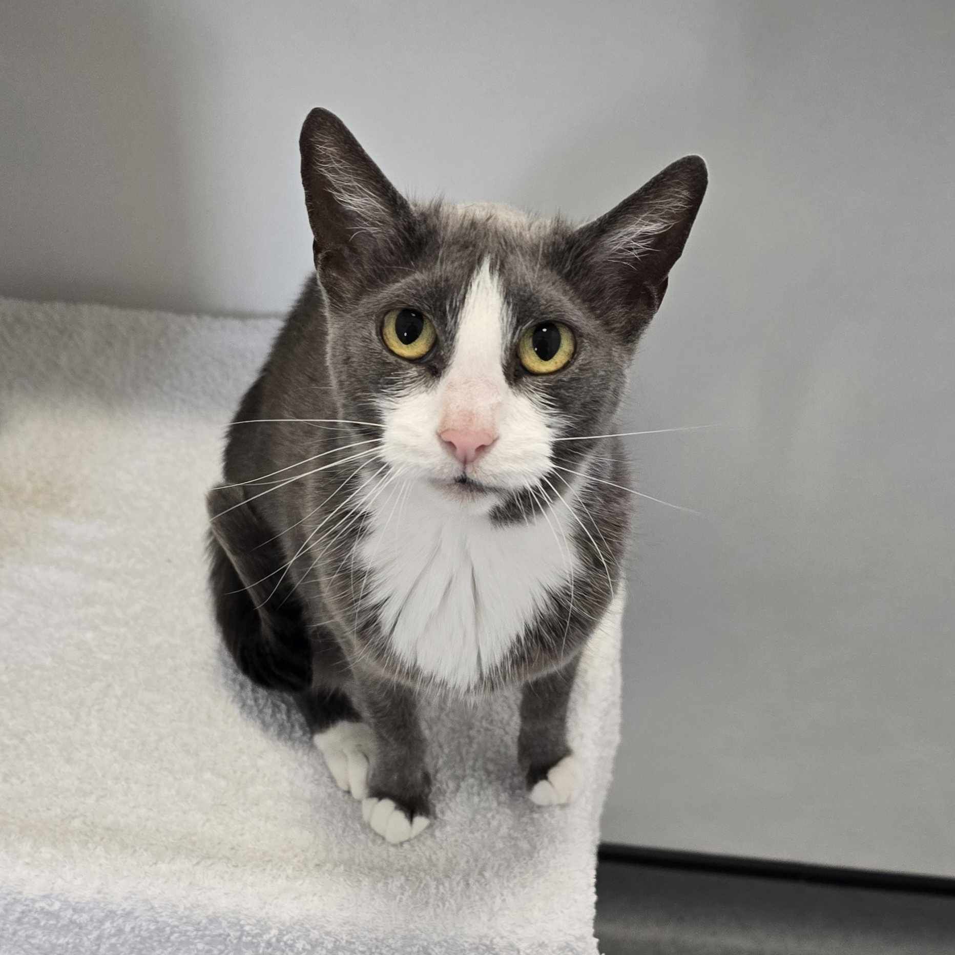 Tiddles- 7 Year Old Female – RESERVED