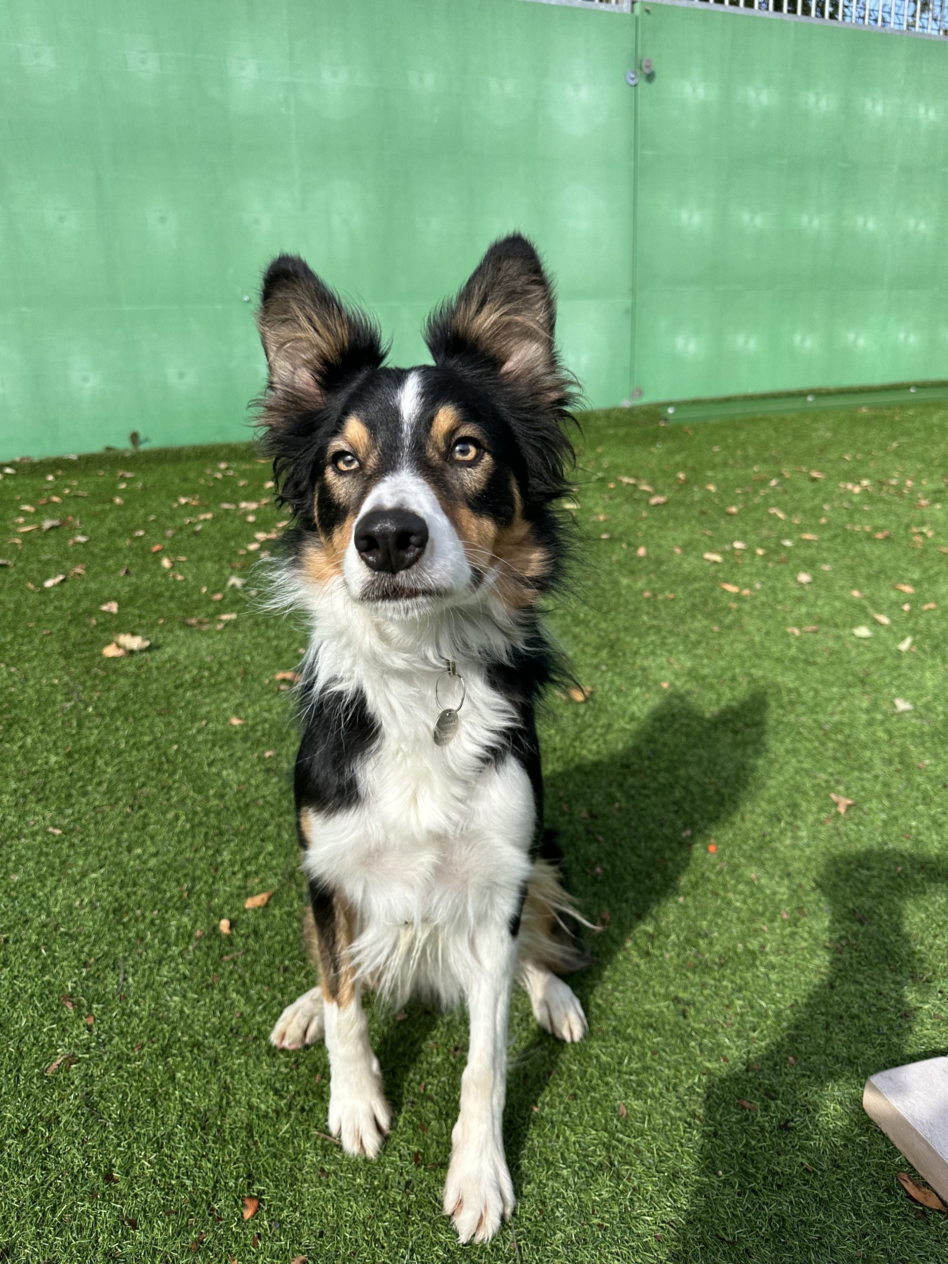 Blu – 2 year old Male (Reserved)