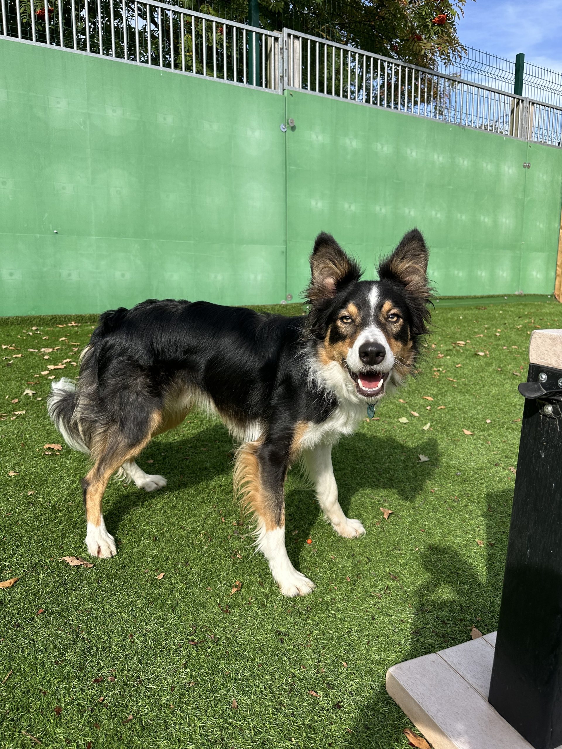 Blu – 2 year old Male (Reserved)