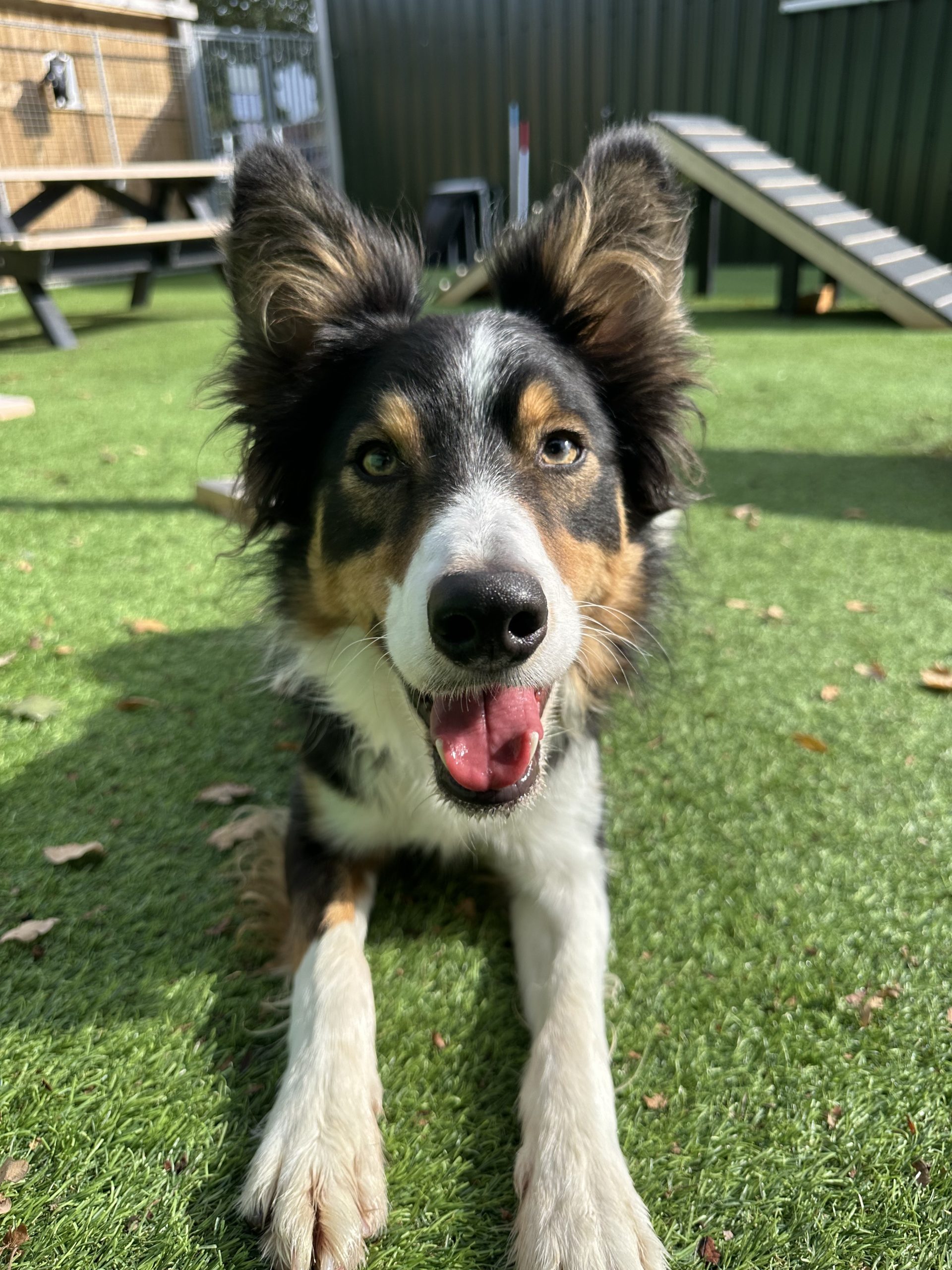 Blu – 2 year old Male (Reserved)