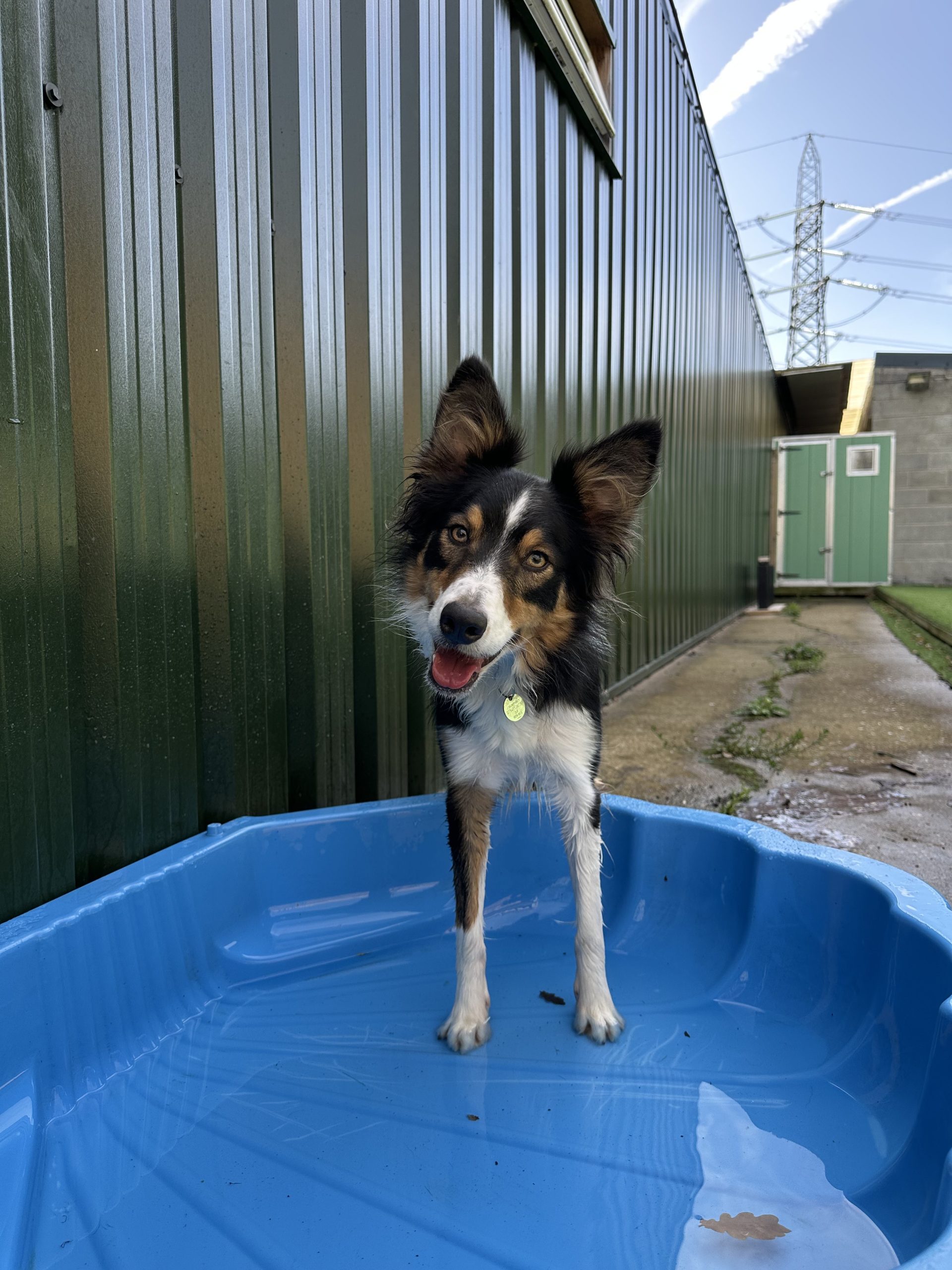 Blu – 2 year old Male (Reserved)