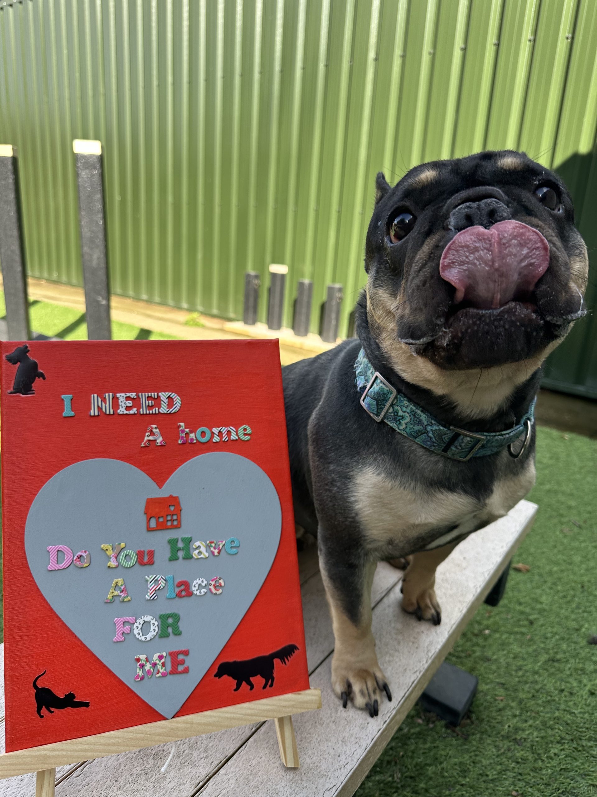 Oreo – 3 year old Female