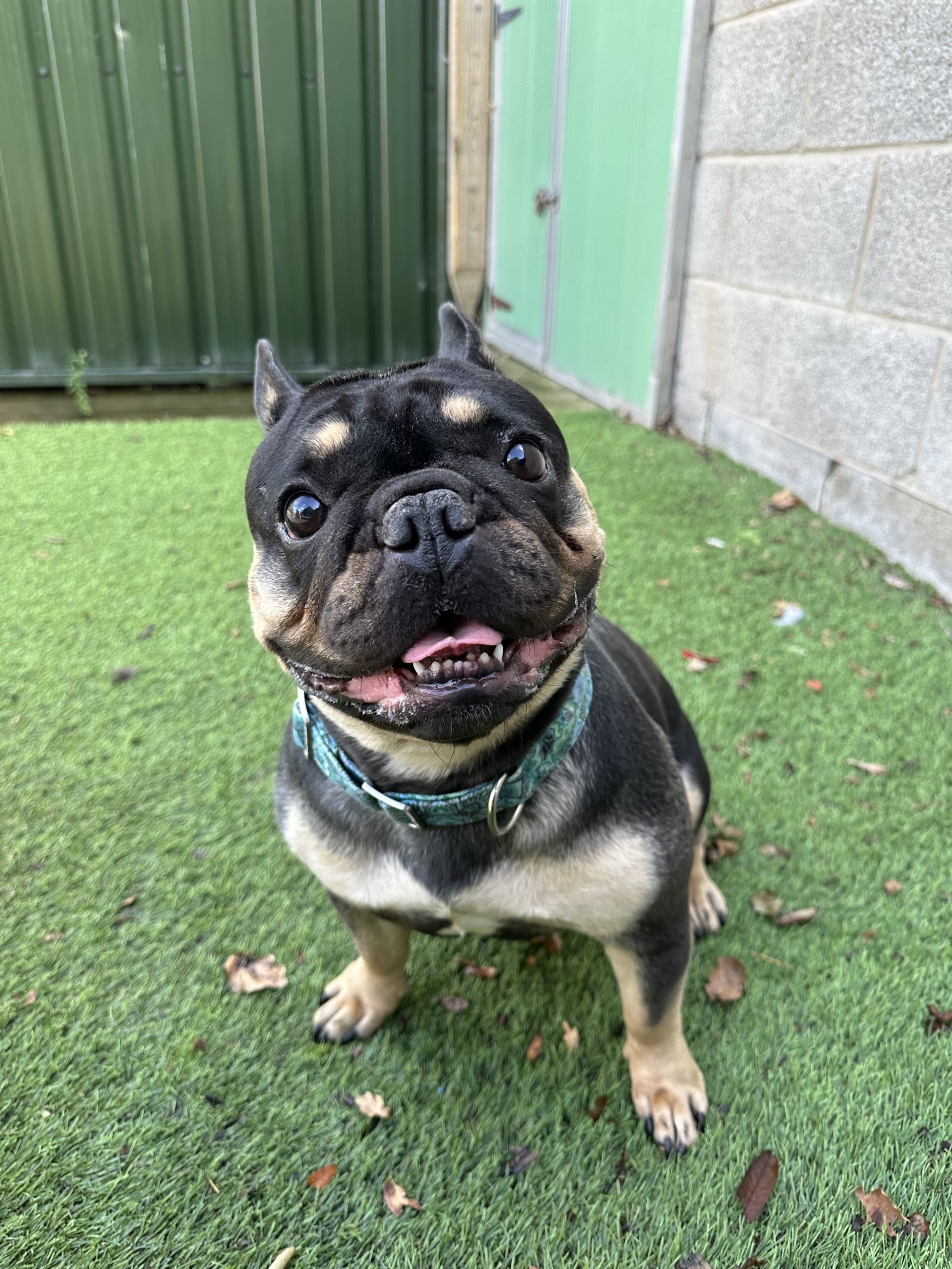 Oreo – 3 year old Female