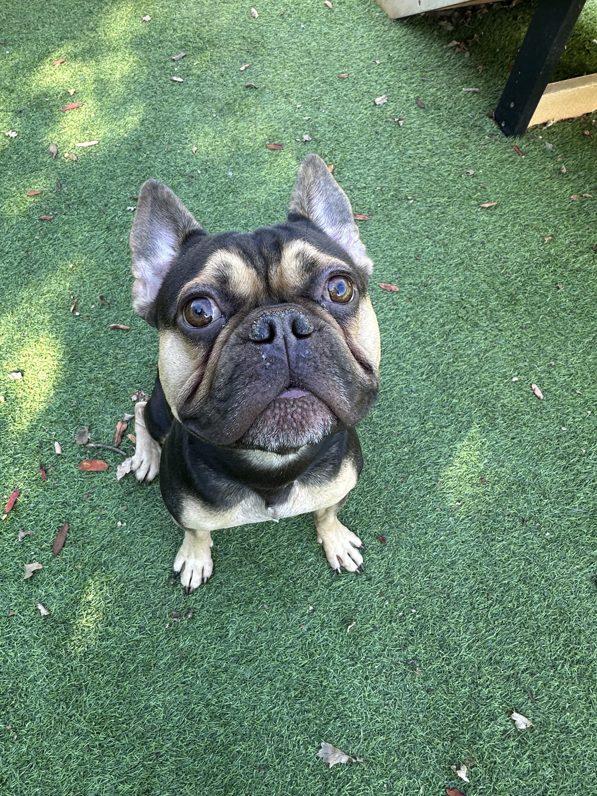 Bruno – 2 year old Male – RESERVED