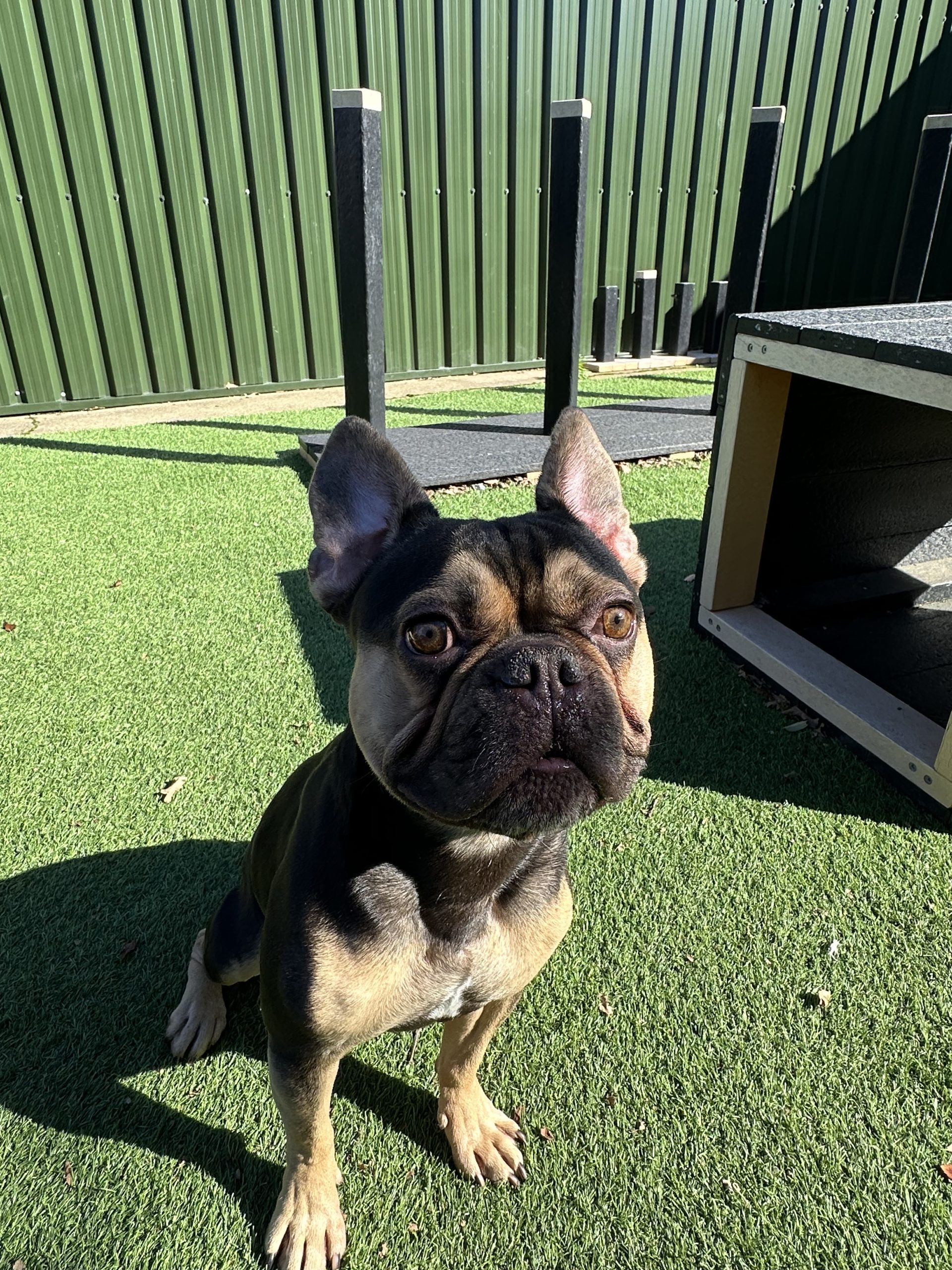 Bruno – 2 year old Male – RESERVED