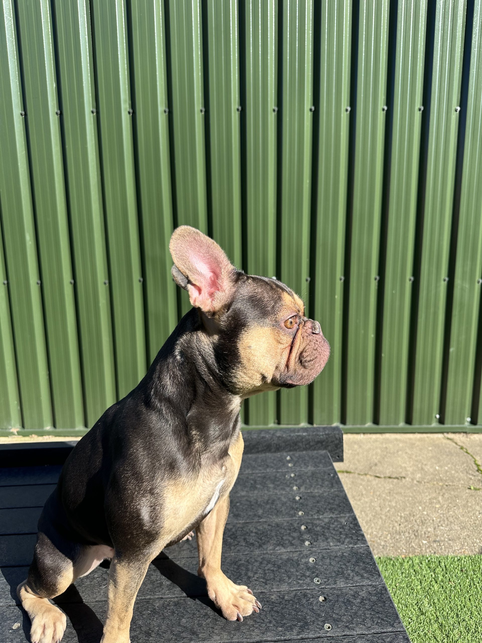 Bruno – 2 year old Male – RESERVED