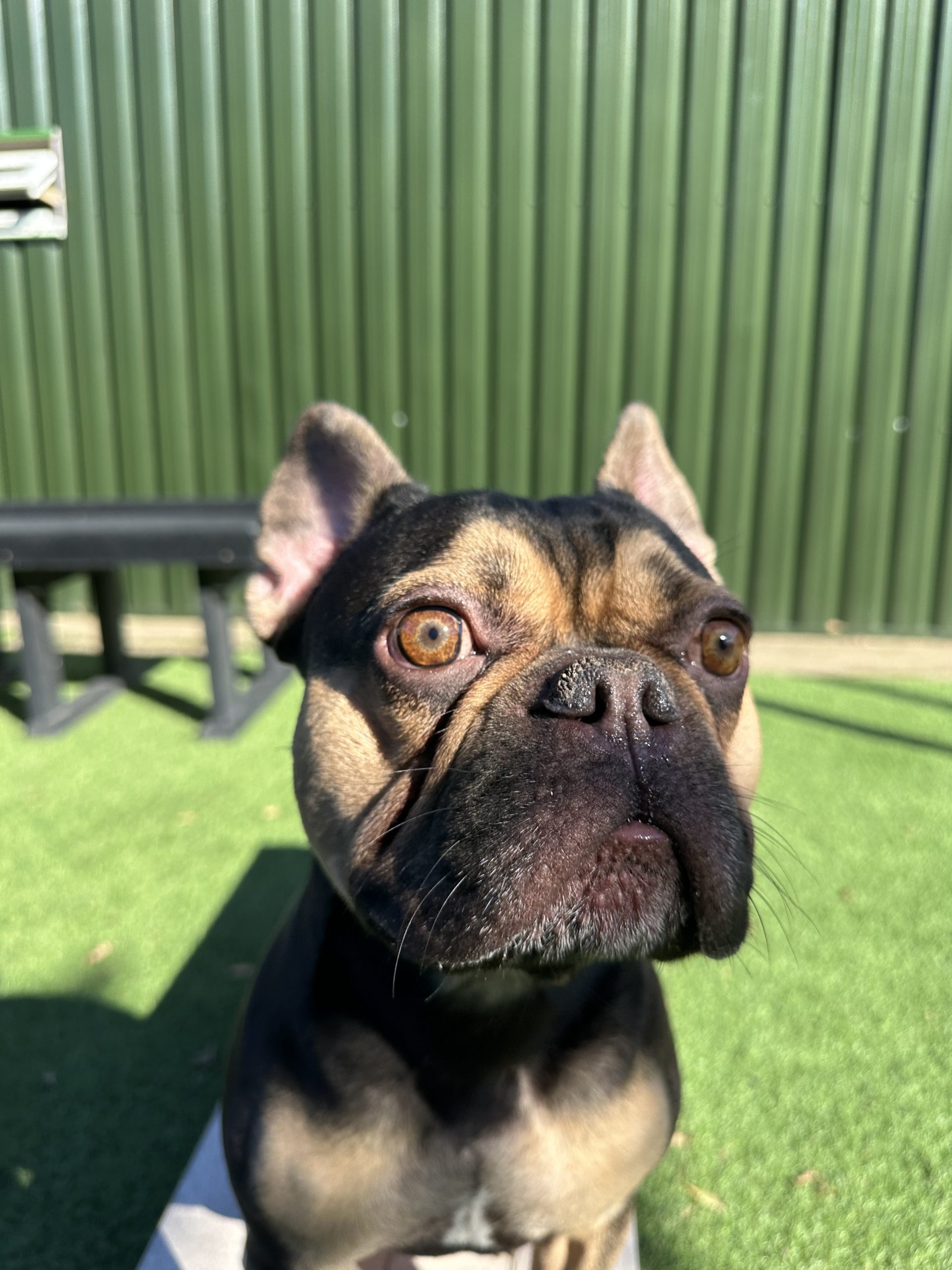 Bruno – 2 year old Male – RESERVED