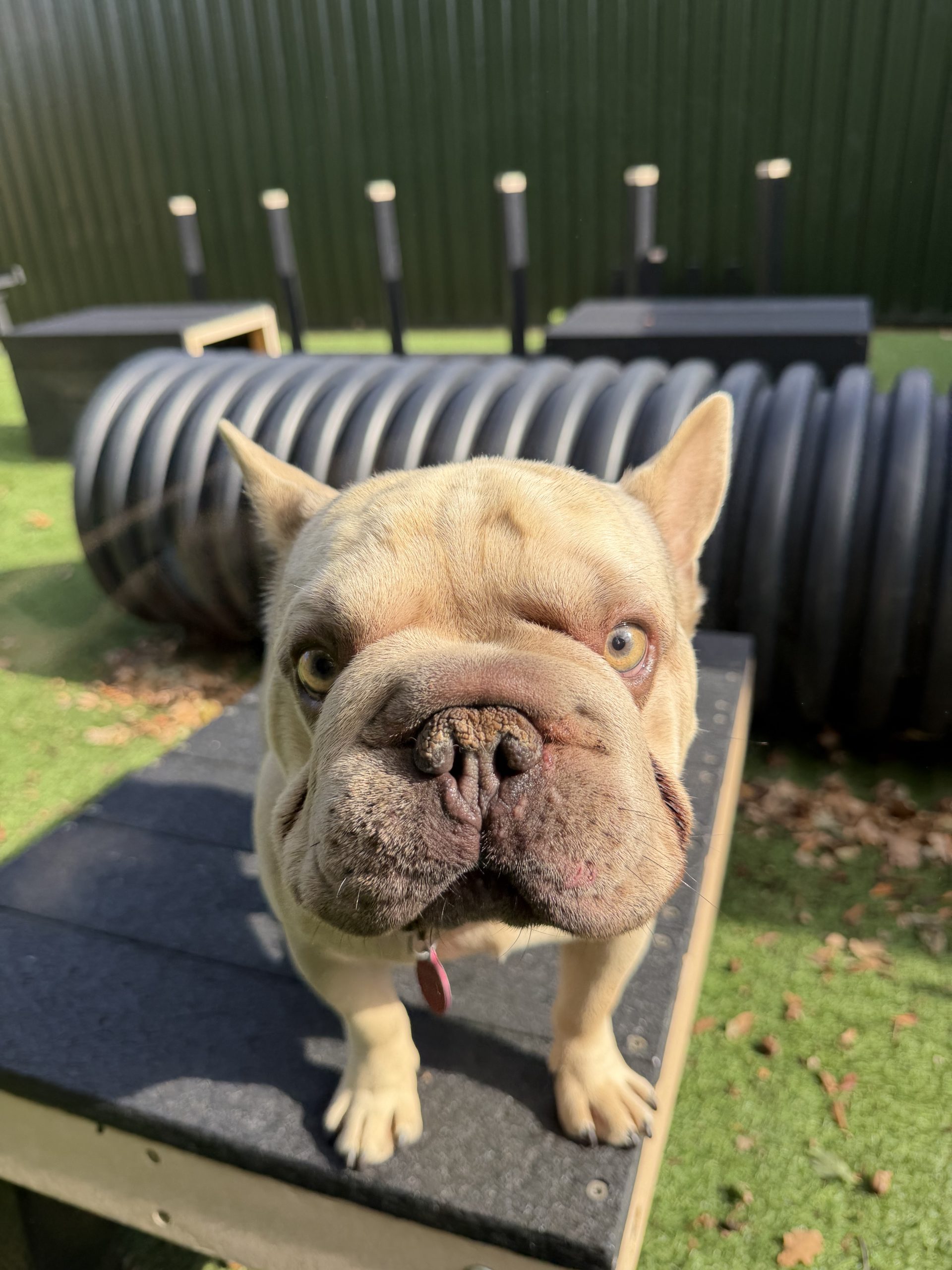 Bentley – 2 year old Male
