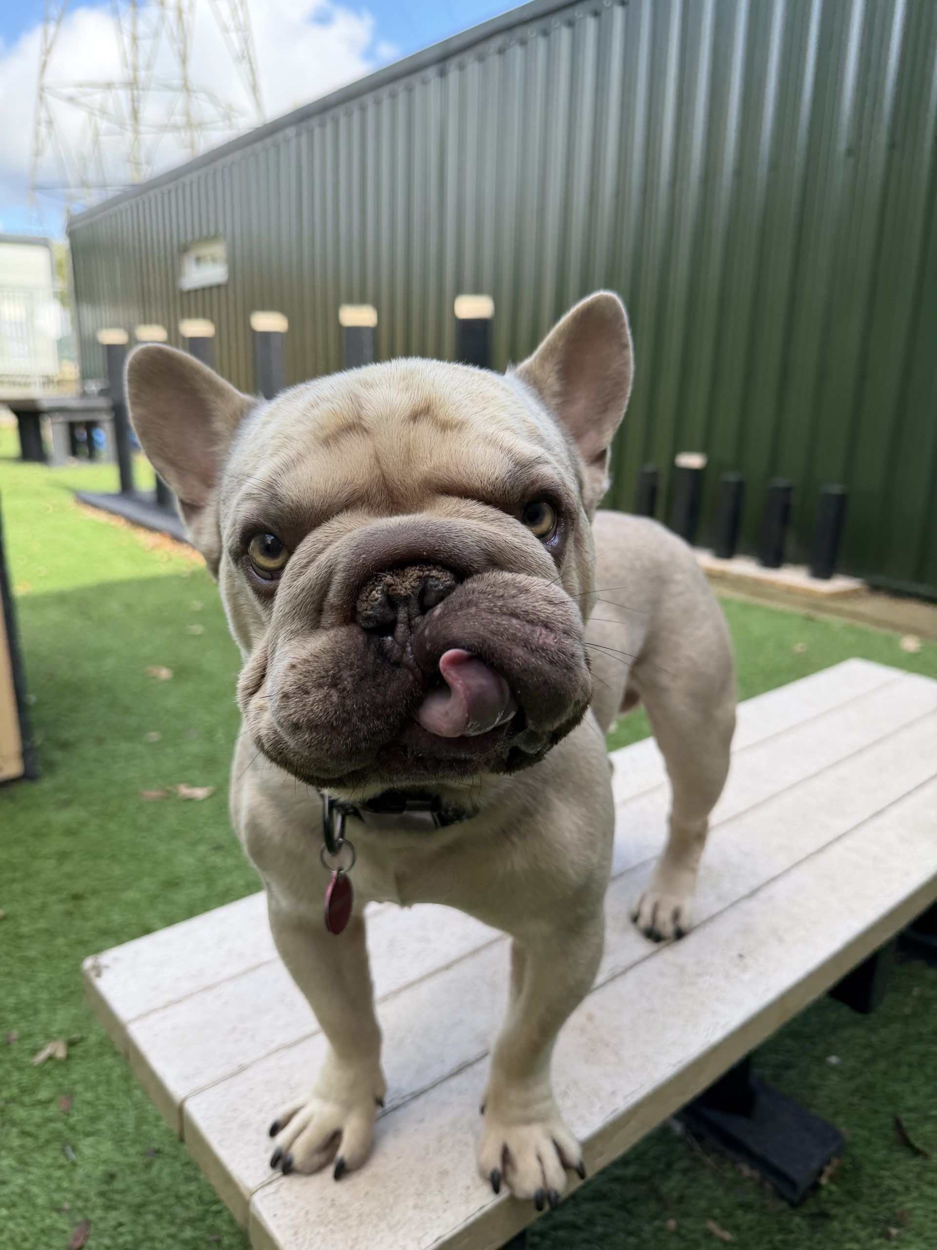 Bentley – 2 year old Male