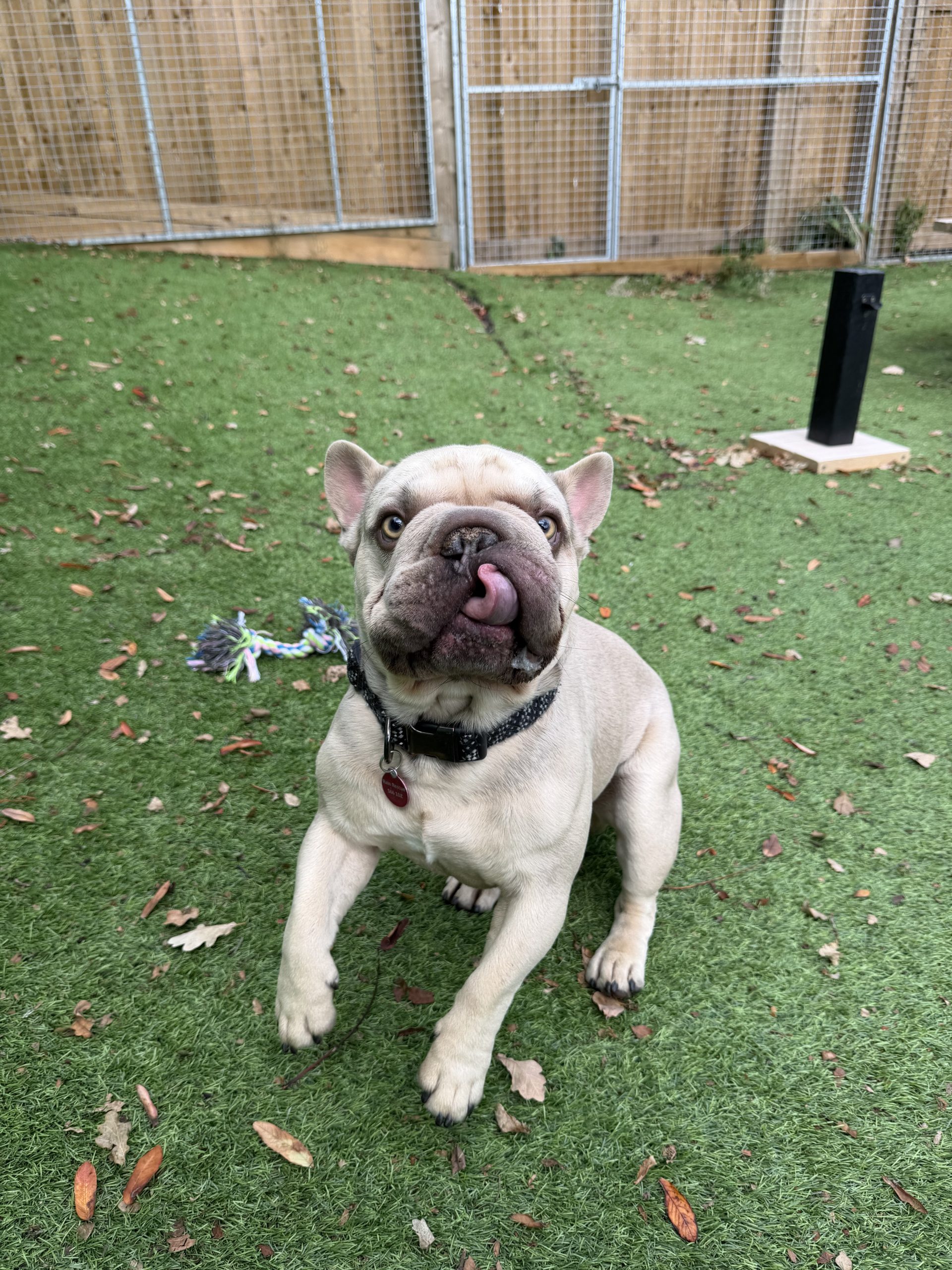 Bentley – 2 year old Male