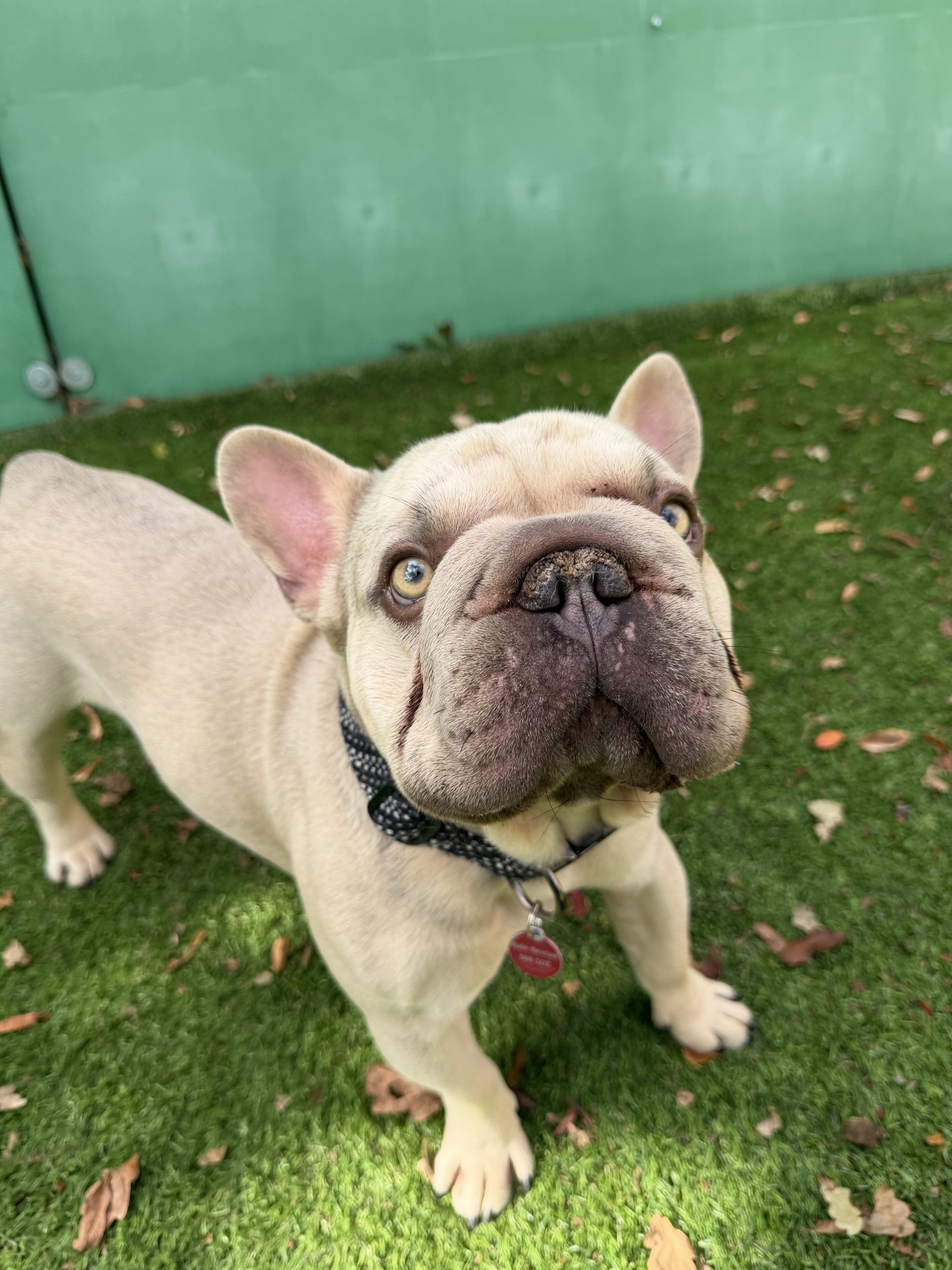Bentley – 2 year old Male