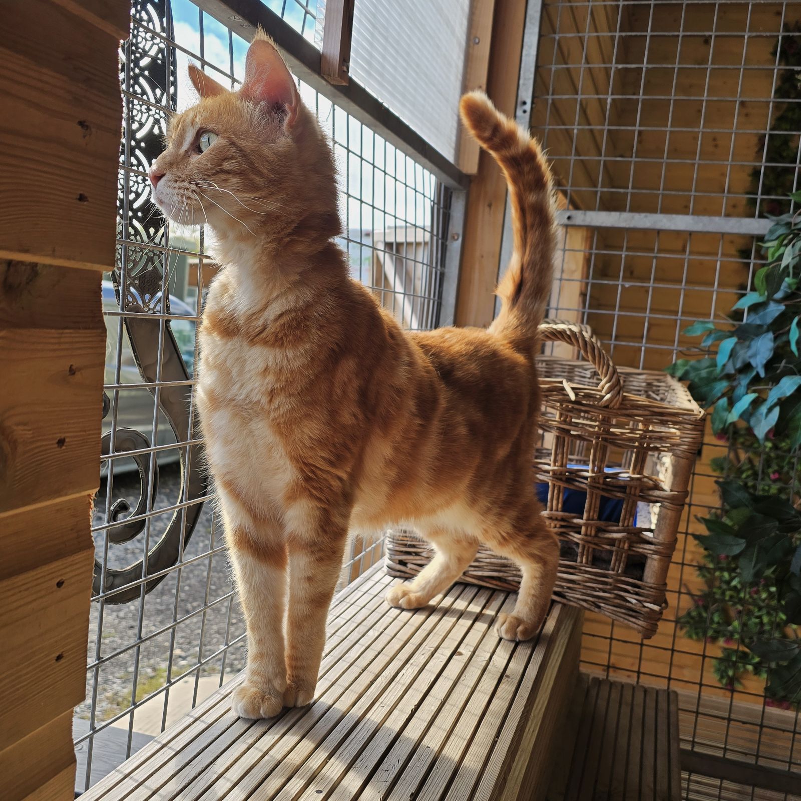 Roo- 4 Year Old Male- RESERVED