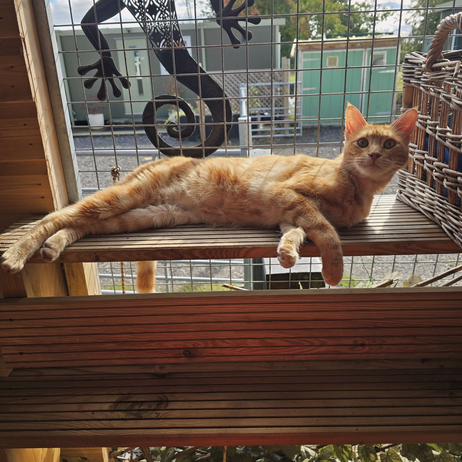 Roo- 4 Year Old Male- RESERVED