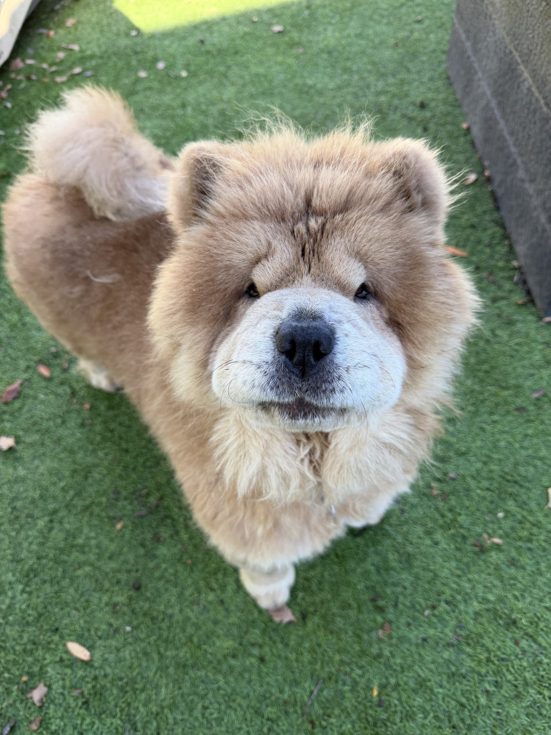 Cinnamon – 2 year old Female