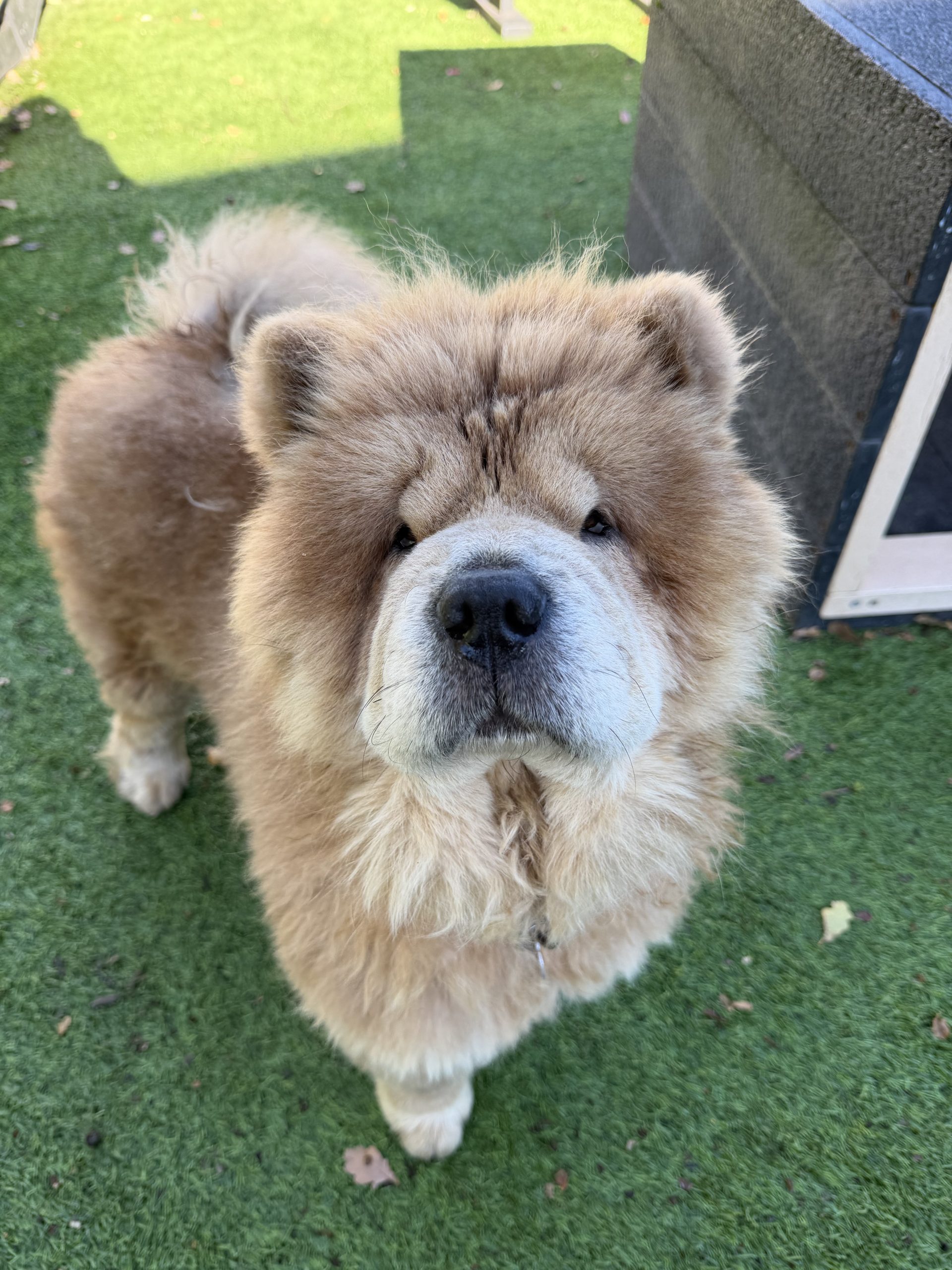 Cinnamon – 2 year old Female