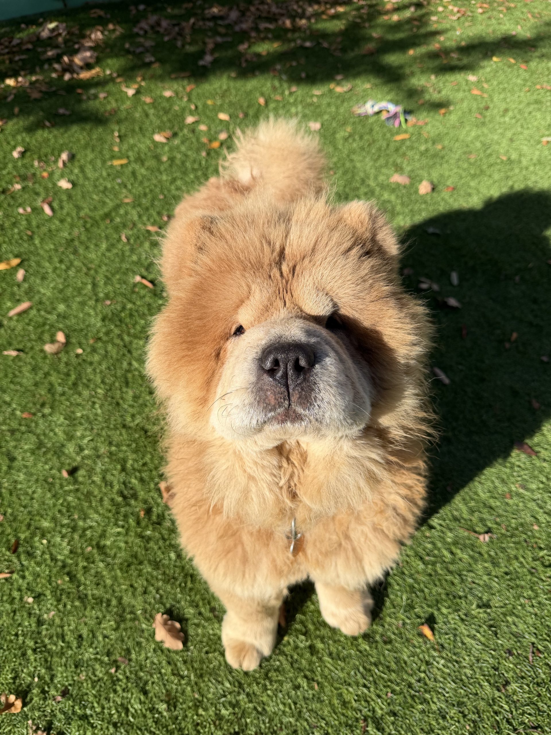 Cinnamon – 2 year old Female