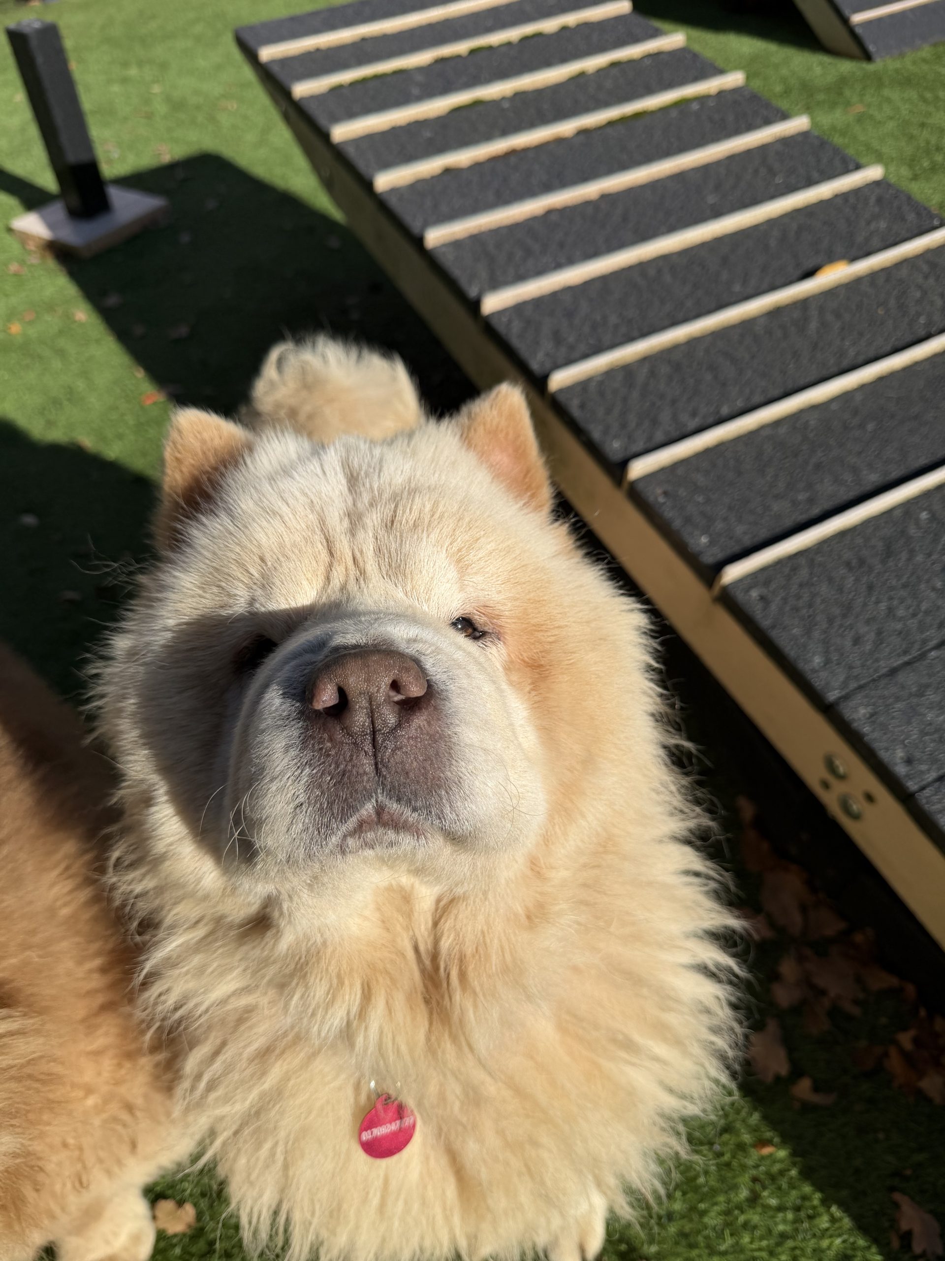 Boo – 3 year old Female – AVAILABLE SOON!