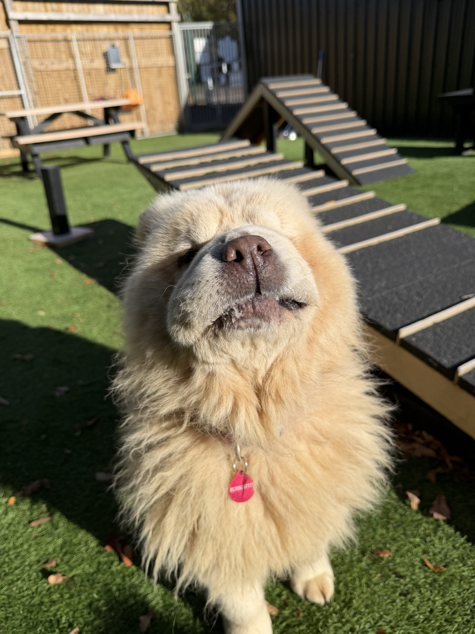 Boo – 3 year old Female – AVAILABLE SOON!