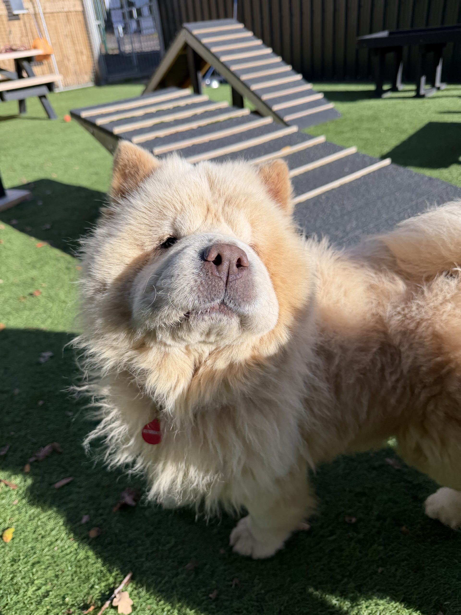 Boo – 3 year old Female – AVAILABLE SOON!