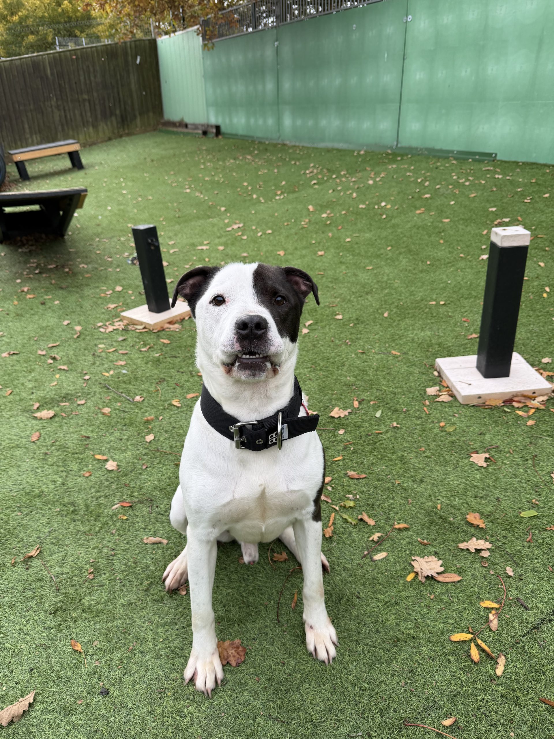 Max – 5 year old Male
