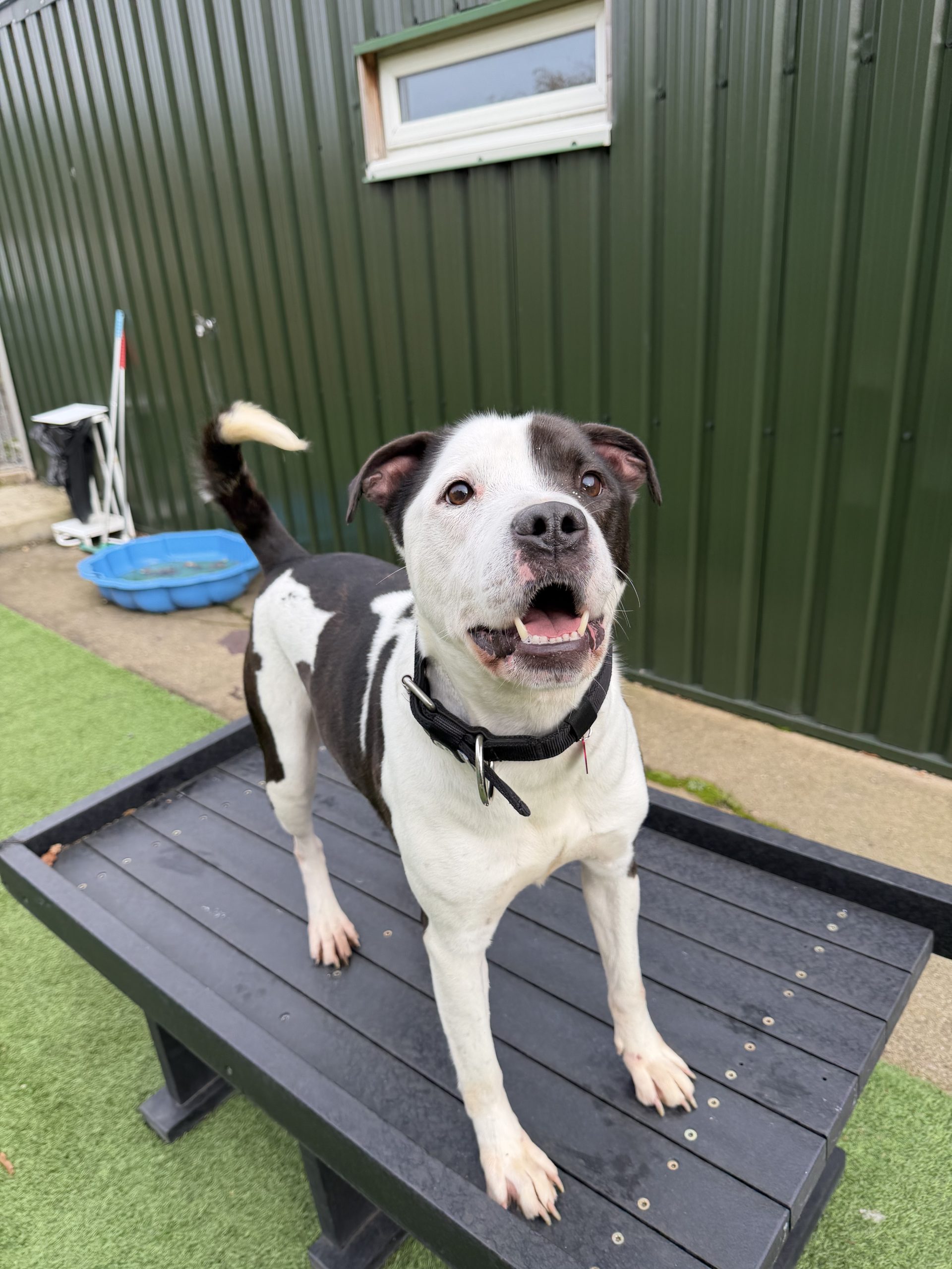 Max – 5 year old Male