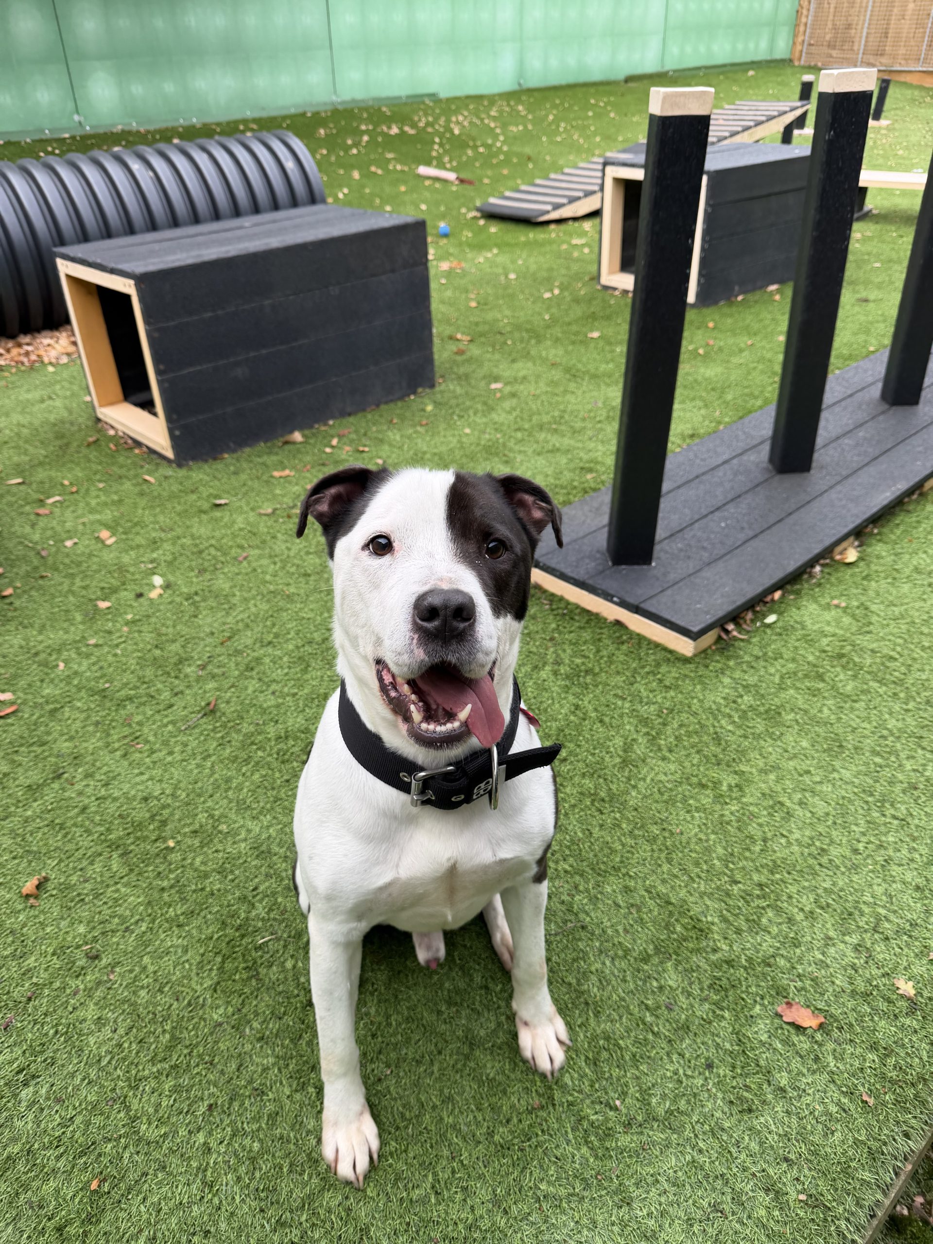 Max – 5 year old Male