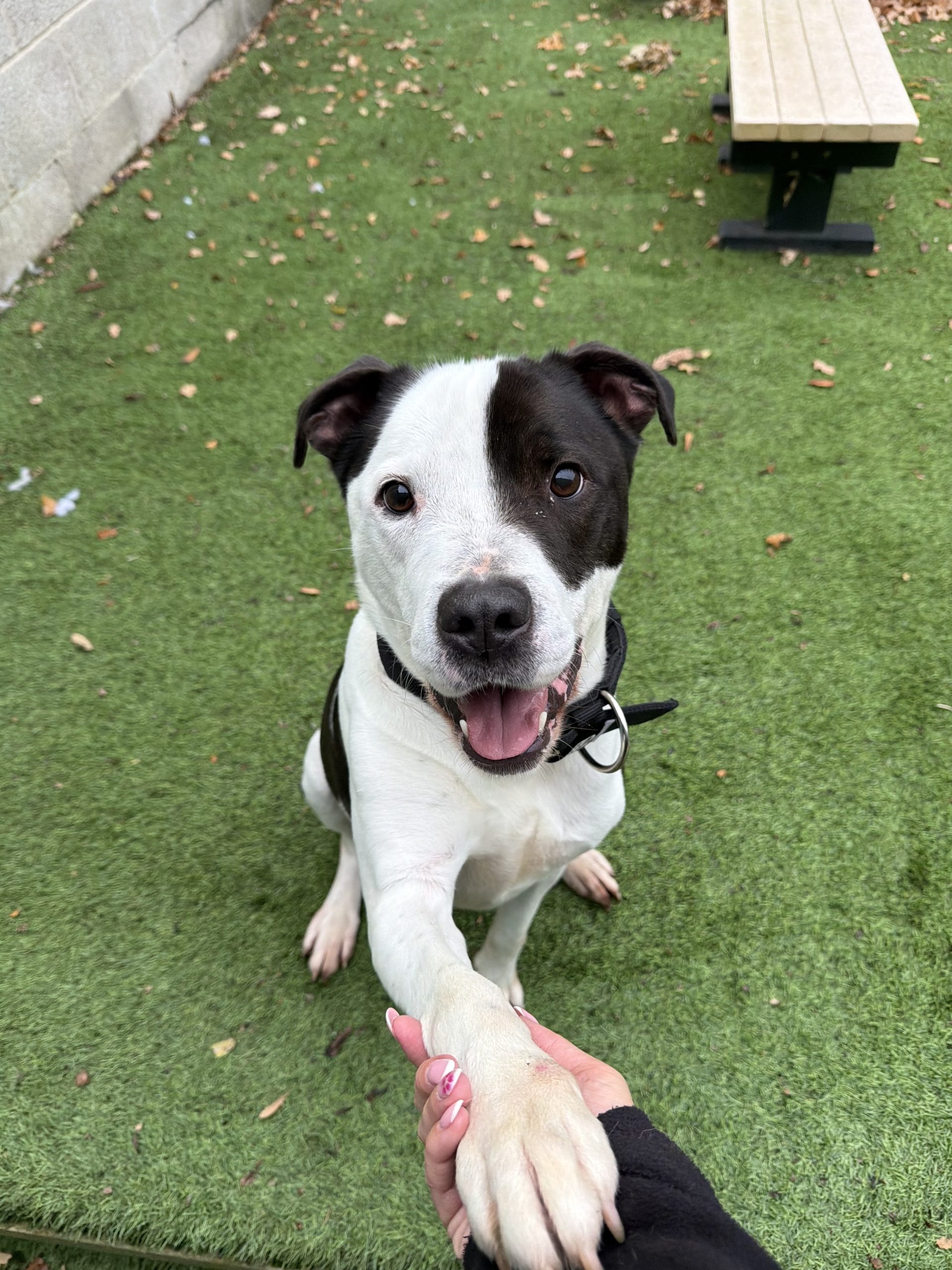 Max – 5 year old Male