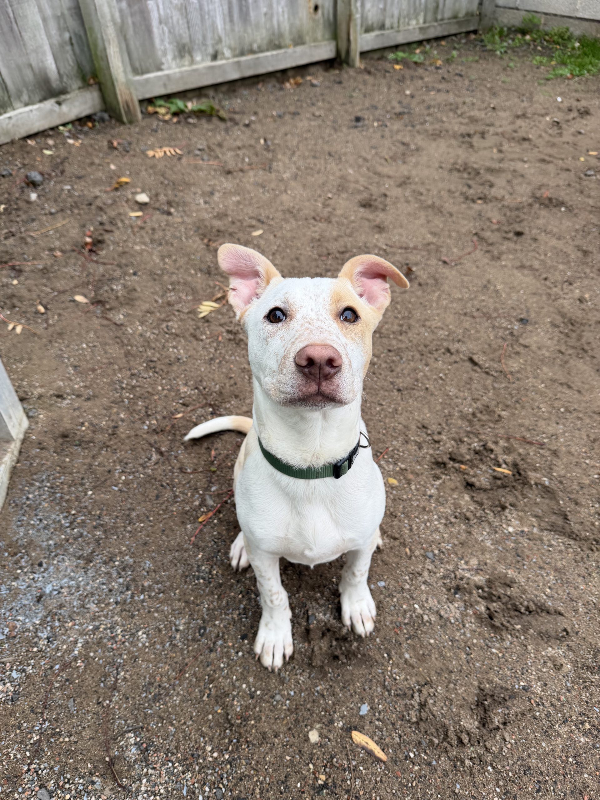 Rolo – 5 month old Male – RESERVED