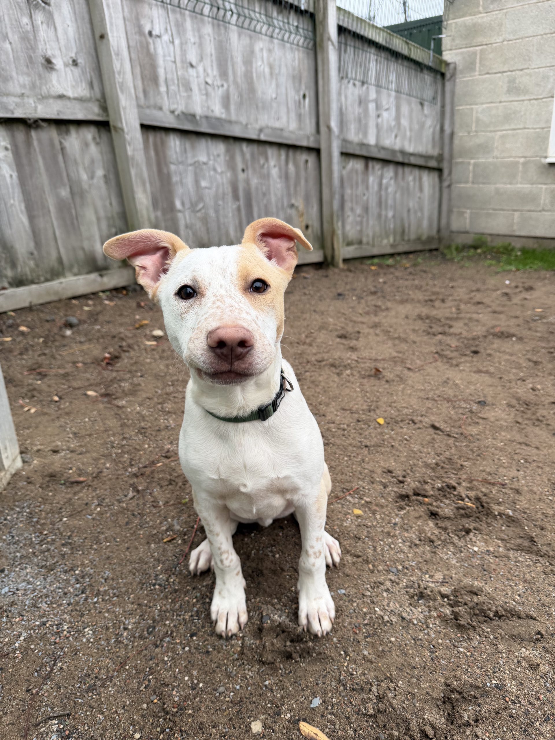 Rolo – 5 month old Male – RESERVED