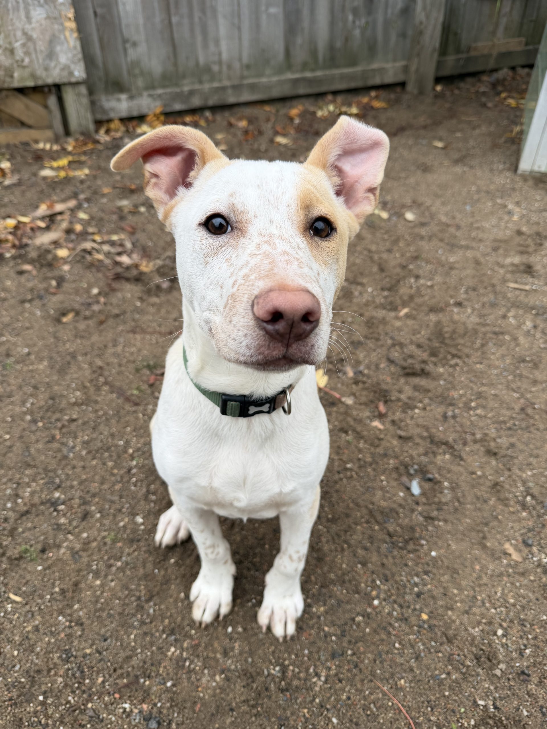 Rolo – 5 month old Male – RESERVED
