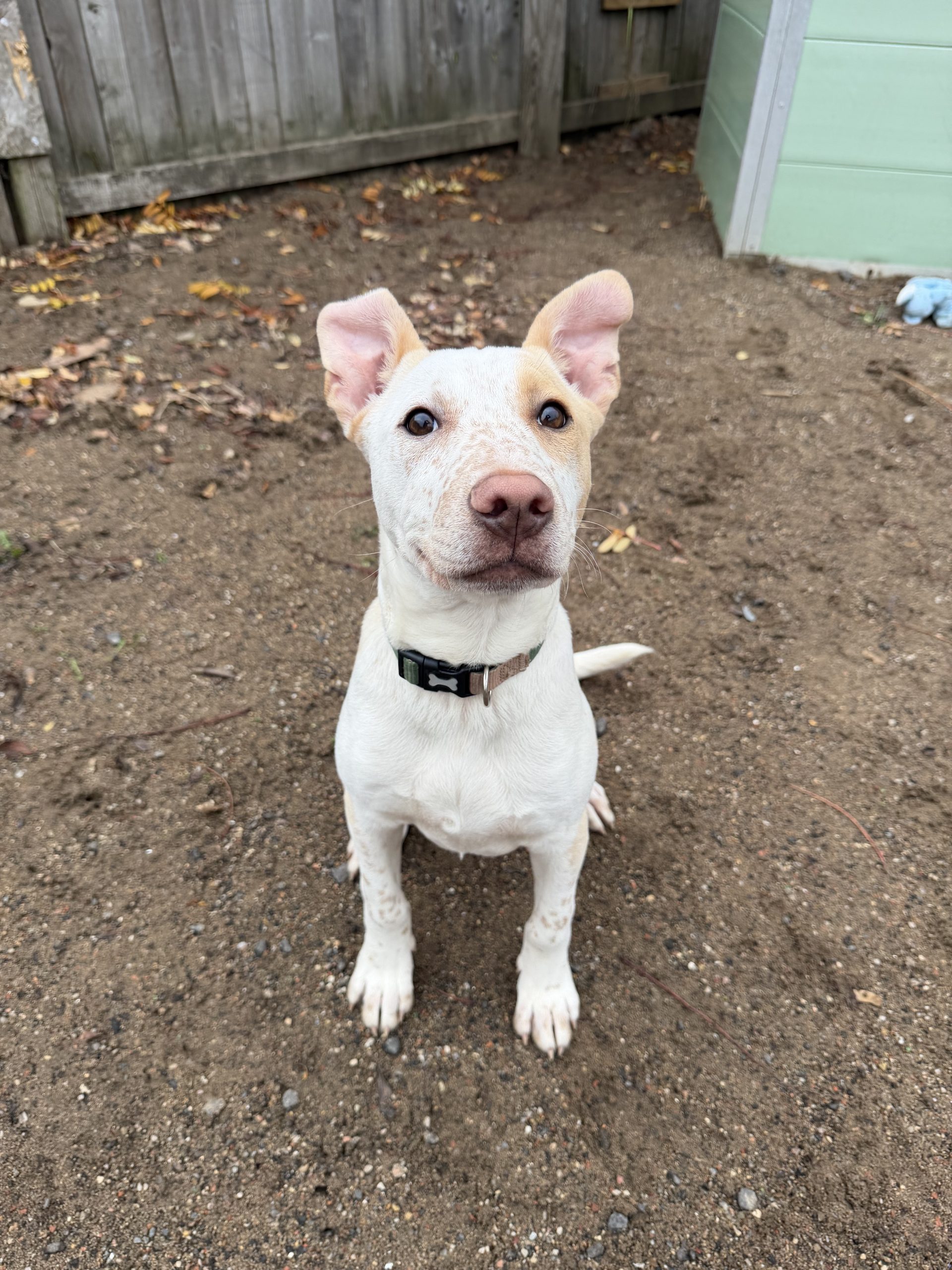 Rolo – 5 month old Male – RESERVED