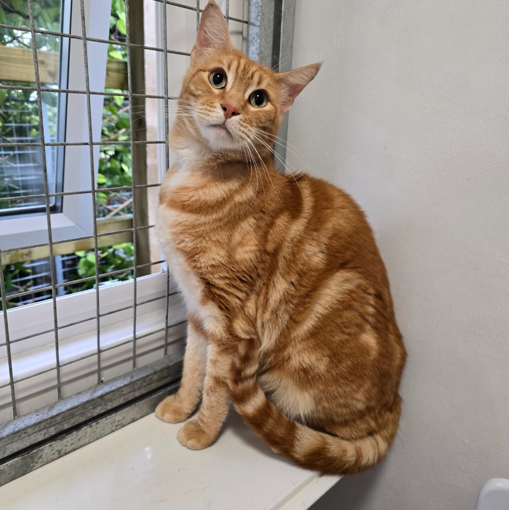 Roo- 4 Year Old Male- RESERVED