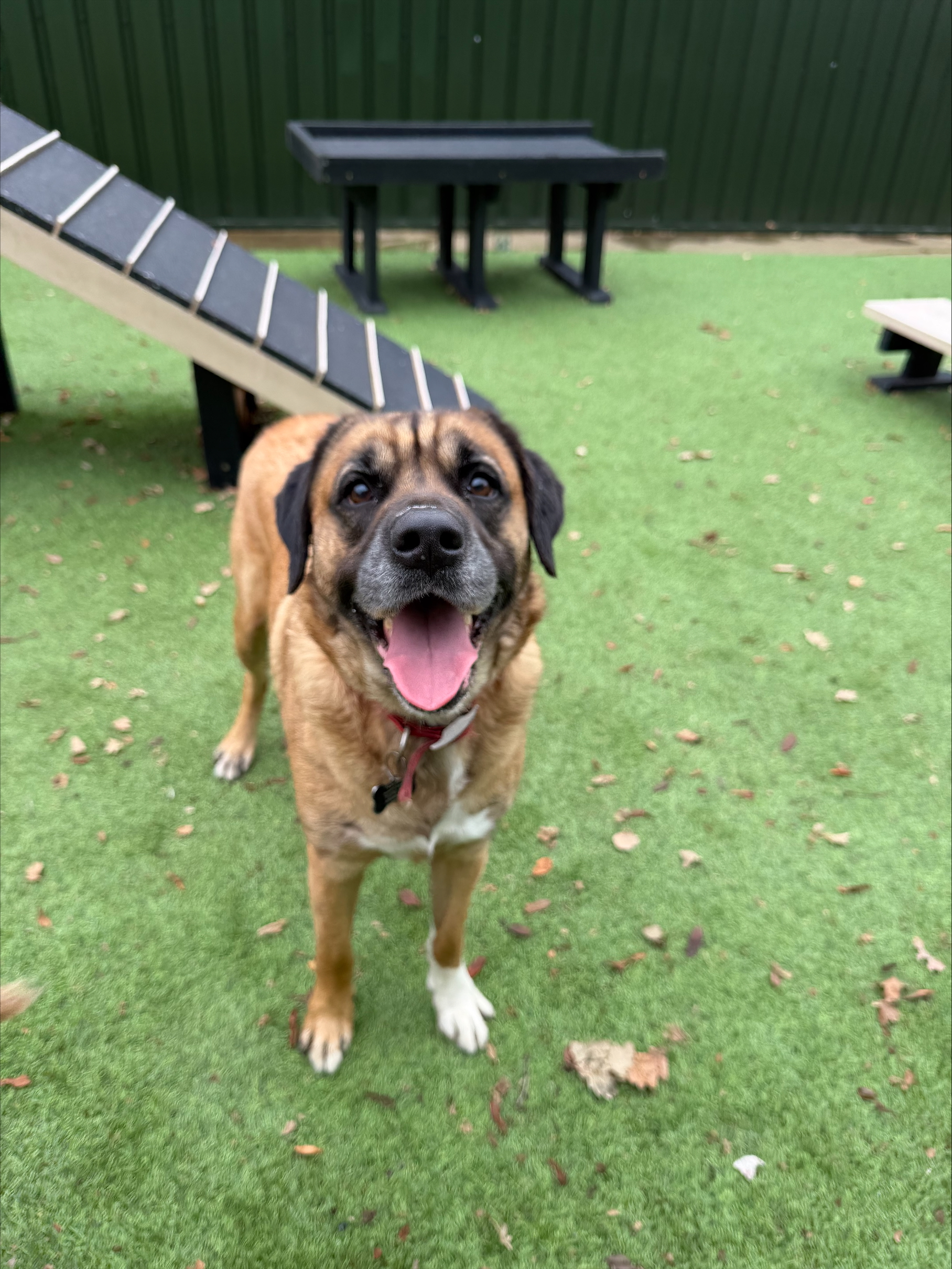 Ned – 4 Year Old Male – Reserved