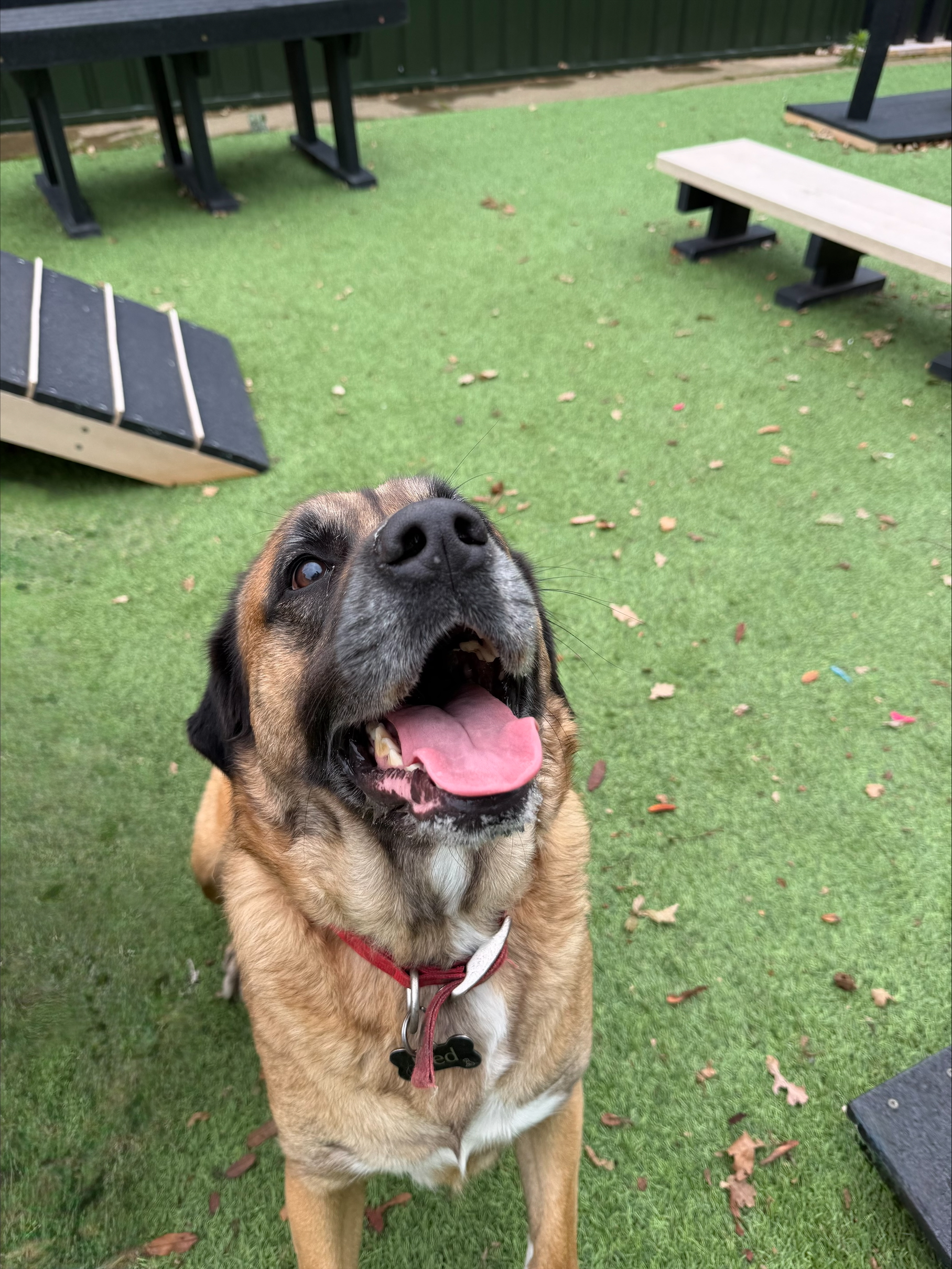 Ned – 4 Year Old Male – Reserved